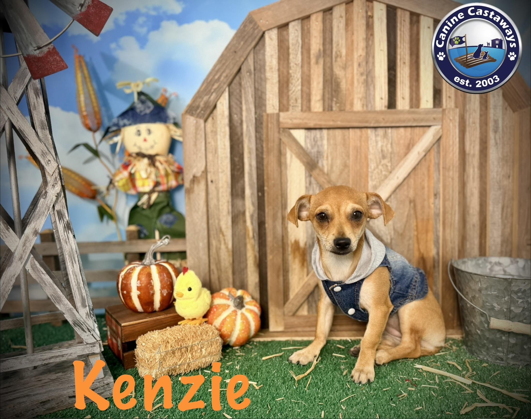 Enlarge Kenzie, a Adopted mixed breed in Sarasota, FL image 3/6