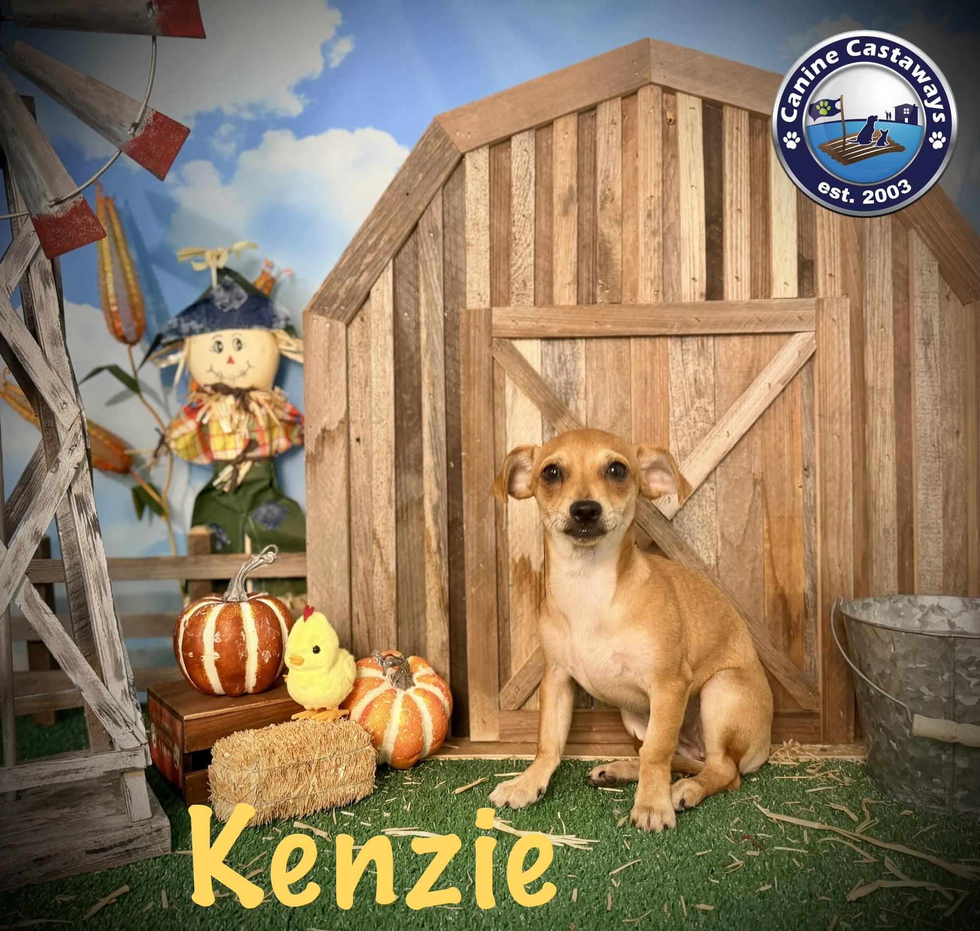 Enlarge Kenzie, a Adopted mixed breed in Sarasota, FL image 5/6