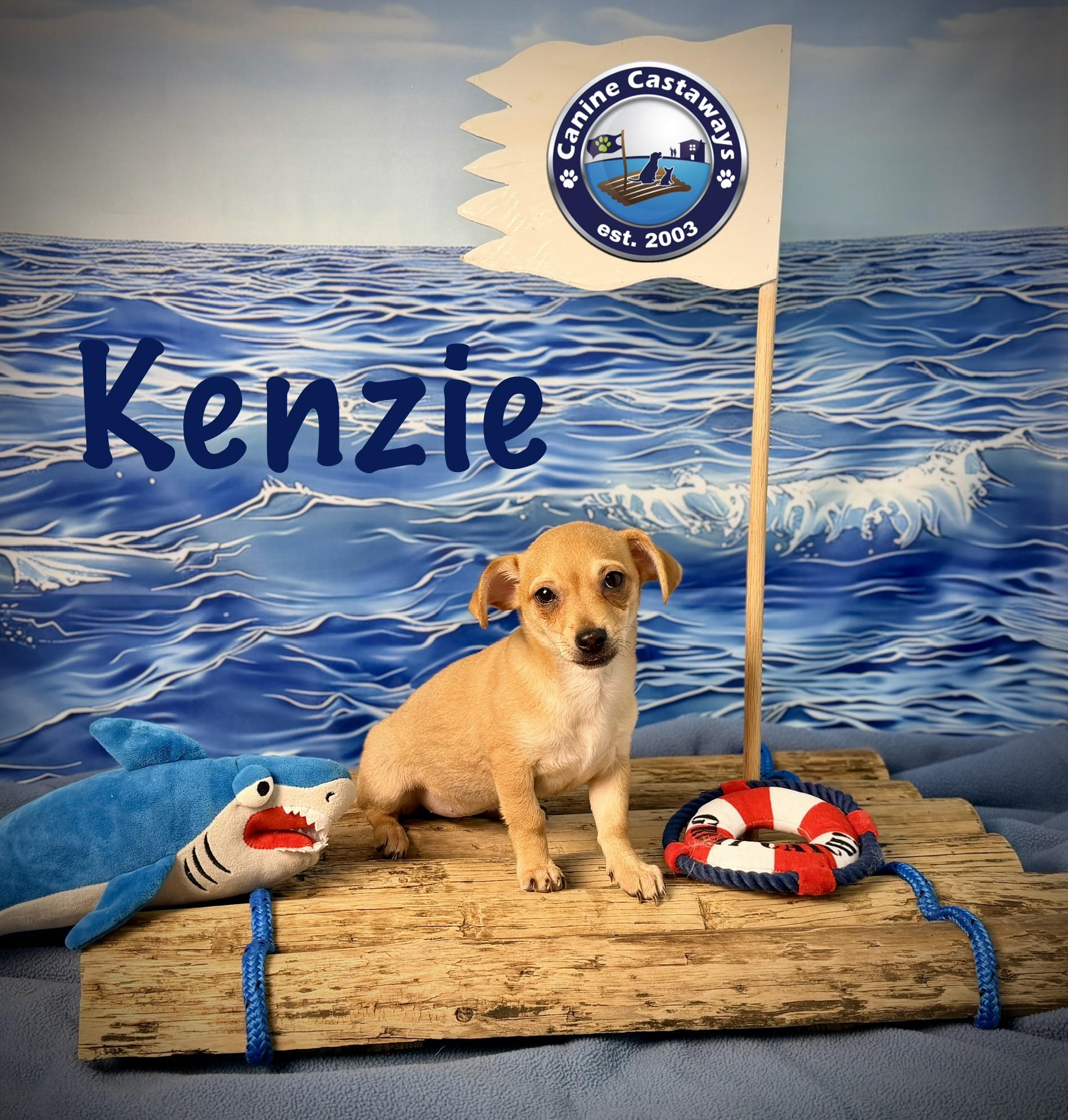 Kenzie, ADOPTABLE, Puppy Female Chihuahua & Dachshund.