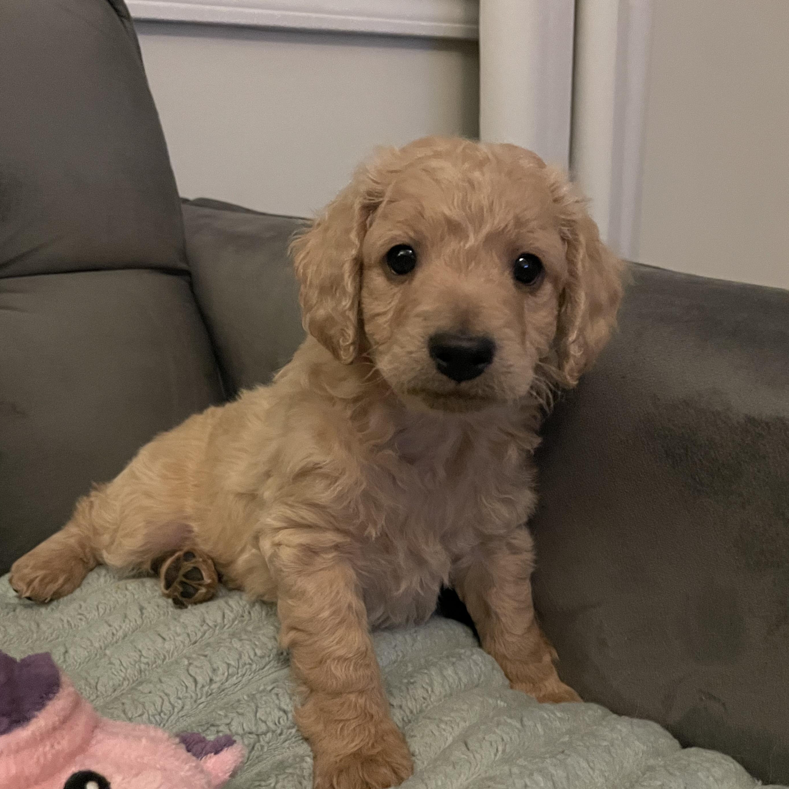 Teddy, ADOPTABLE, Puppy Male Dachshund (Long Haired).