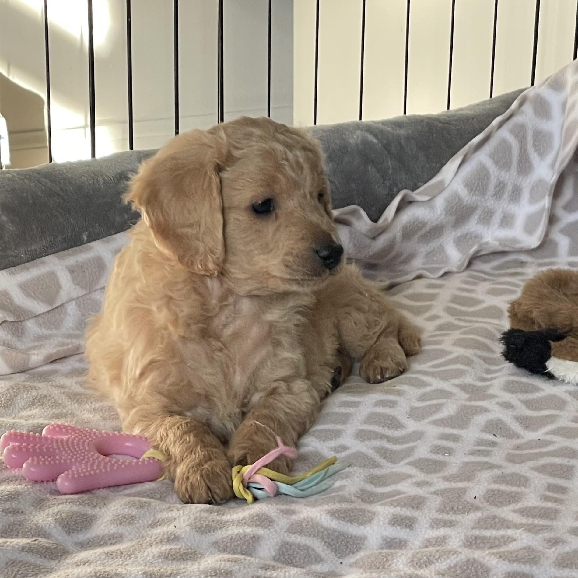 Teddy, a ADOPTABLE Dachshund (Long Haired) in Woodstock, IL image 2/4