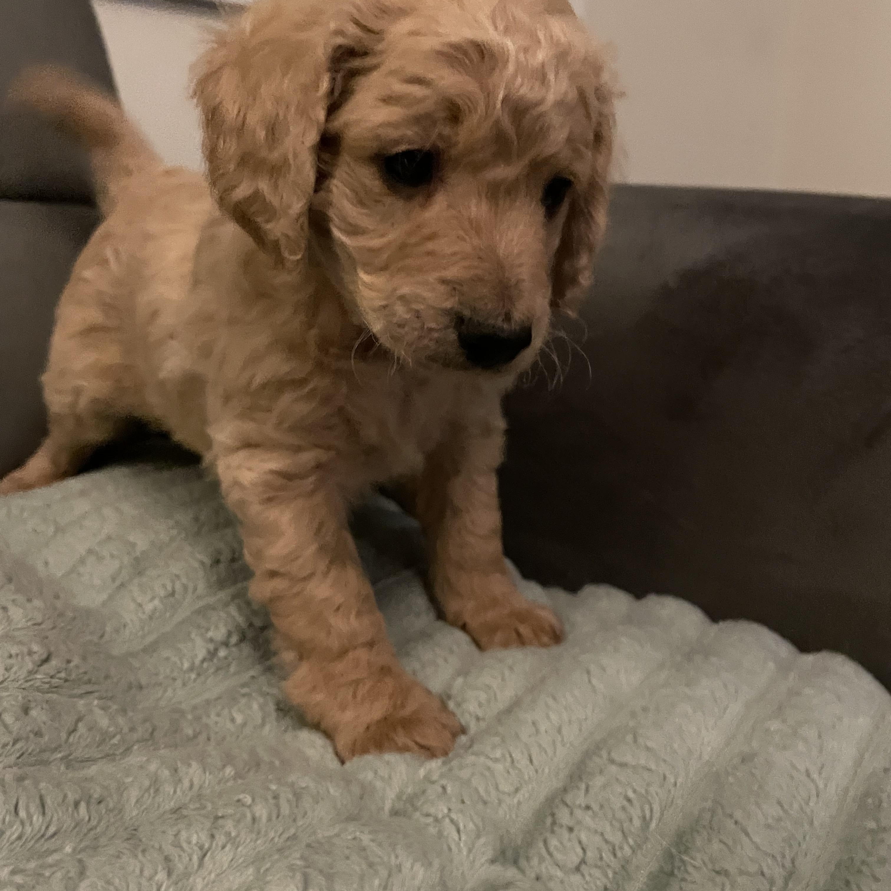 Teddy, a ADOPTABLE Dachshund (Long Haired) in Woodstock, IL image 3/4