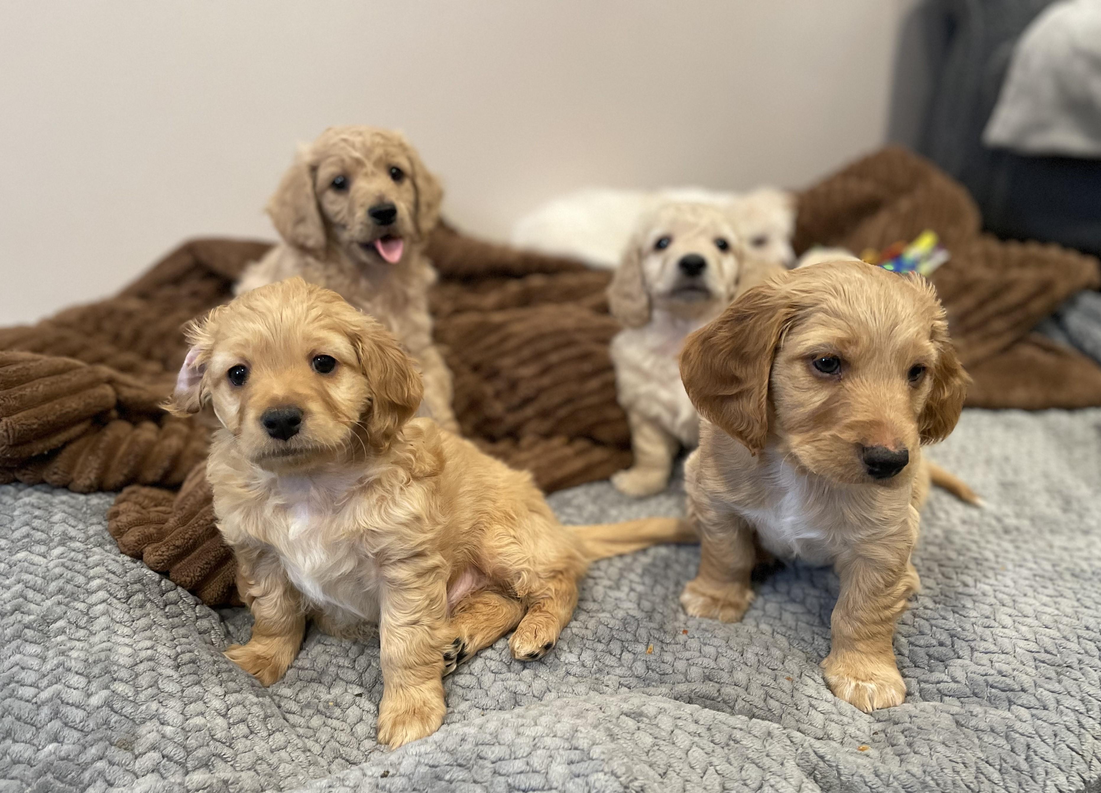 Teddy, a ADOPTABLE Dachshund (Long Haired) in Woodstock, IL image 4/4