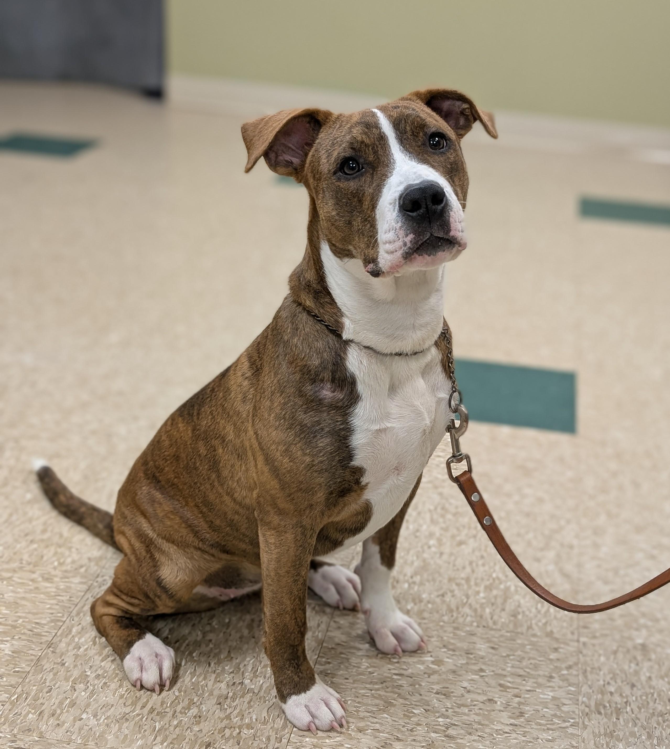 Nikki, an adopted mixed breed in Hastings, NE image 3/4