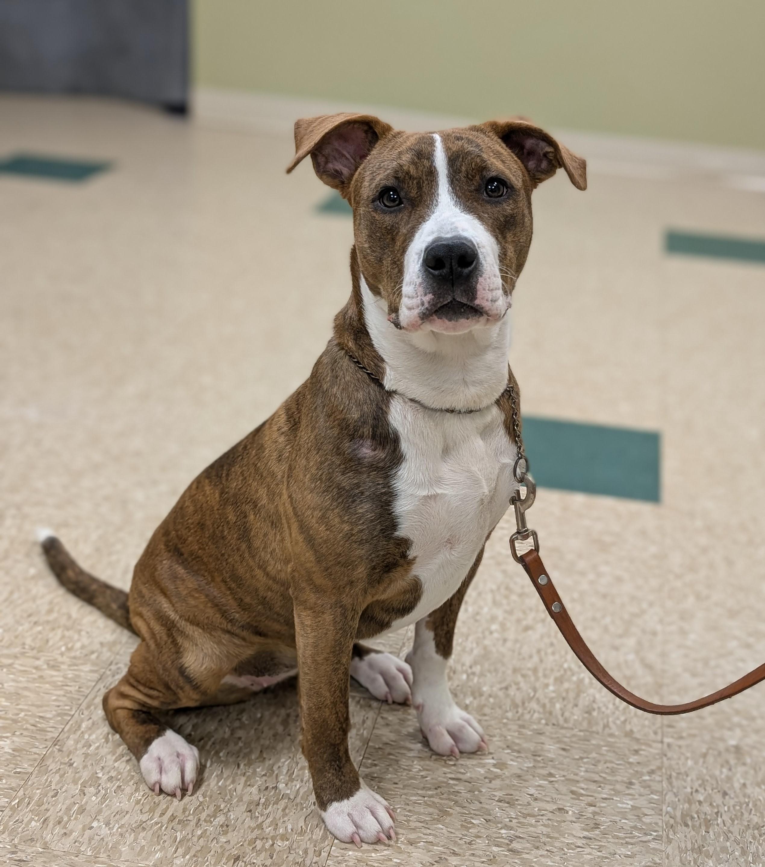 Nikki, an adopted mixed breed in Hastings, NE image 4/4