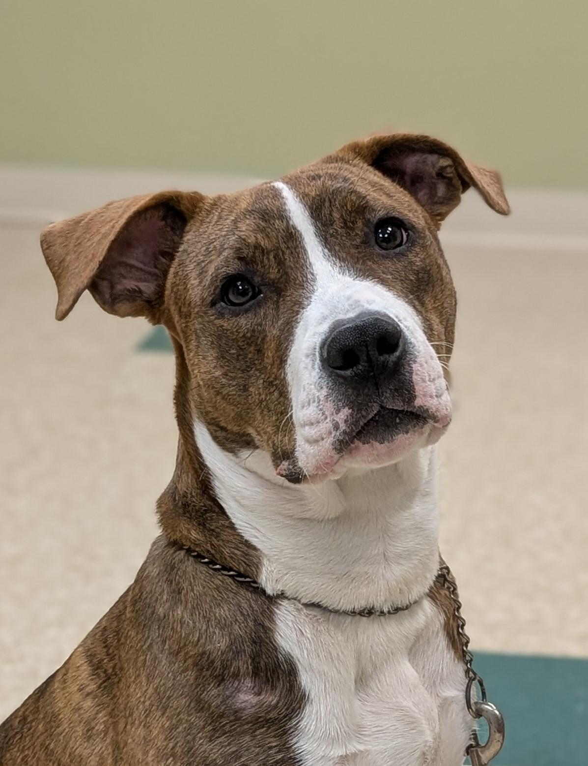 Nikki, an adopted mixed breed in Hastings, NE image 1/4