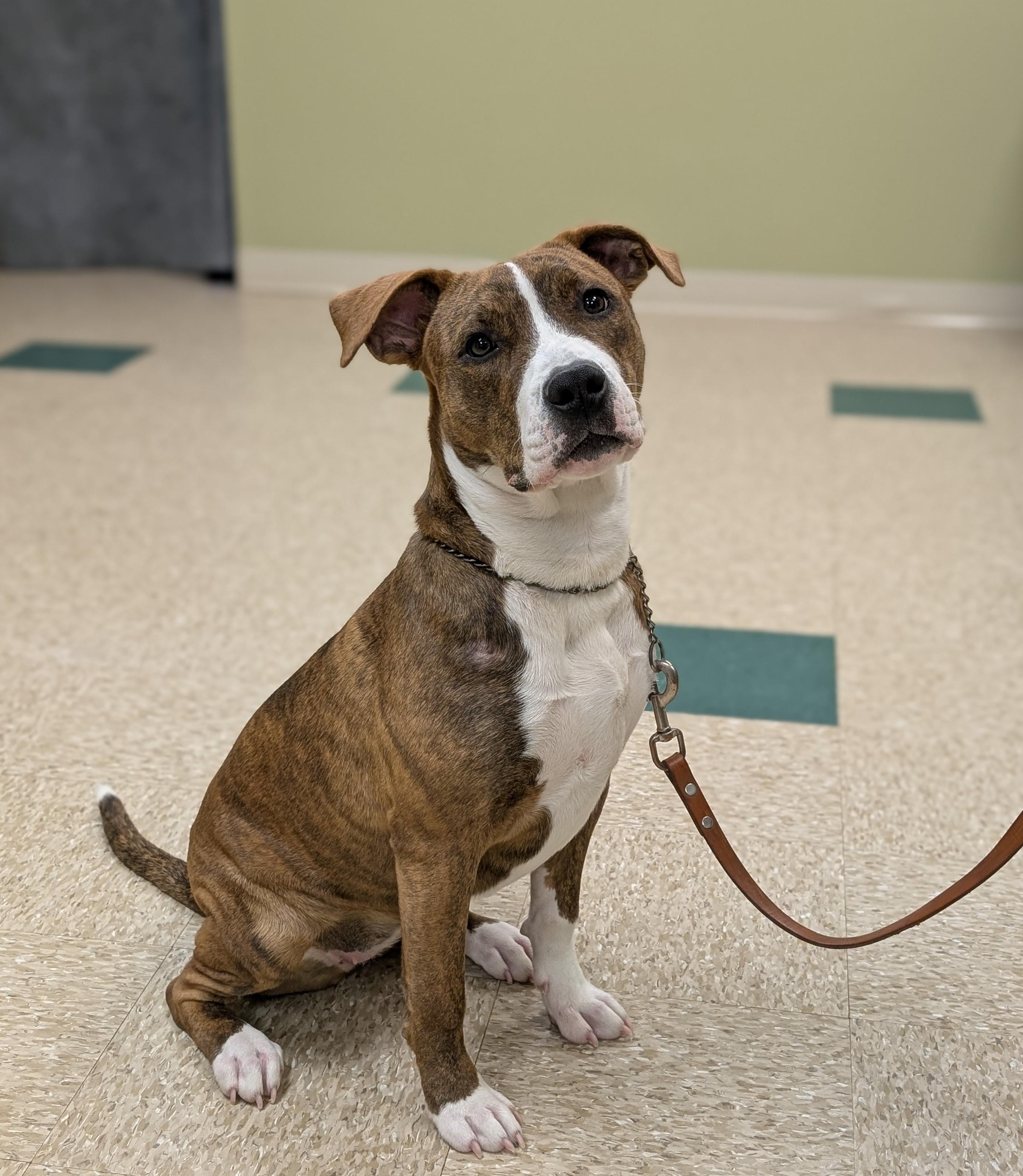 Nikki, an adopted mixed breed in Hastings, NE image 2/4