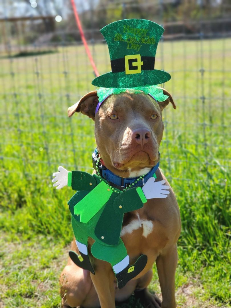 Amistad, Adoptable, Adult Male Labrador Retriever & Staffordshire Bull Terrier.