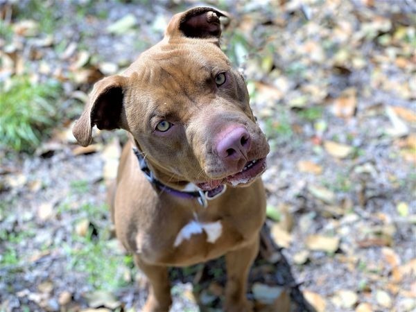 Amistad, a Adoptable mixed breed in Clifton, TX image 2/4