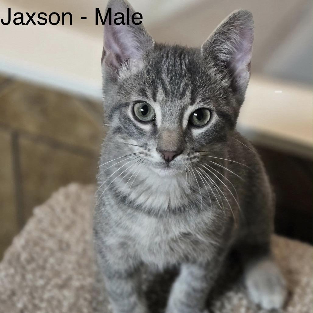 Jaxson, Adoptable, Kitten Male Domestic Short Hair.