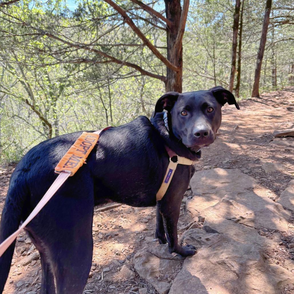 Luna Bear, Adoptable, Young Female Mixed Breed.