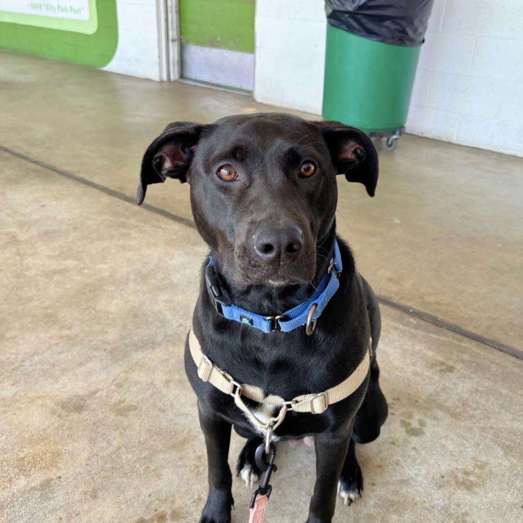 Enlarge Luna Bear, a Adoptable Mixed Breed in Bentonville, AR image 2/6