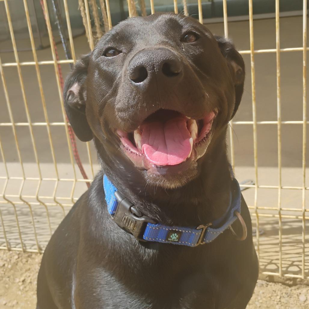 Enlarge Luna Bear, a Adoptable Mixed Breed in Bentonville, AR image 3/6