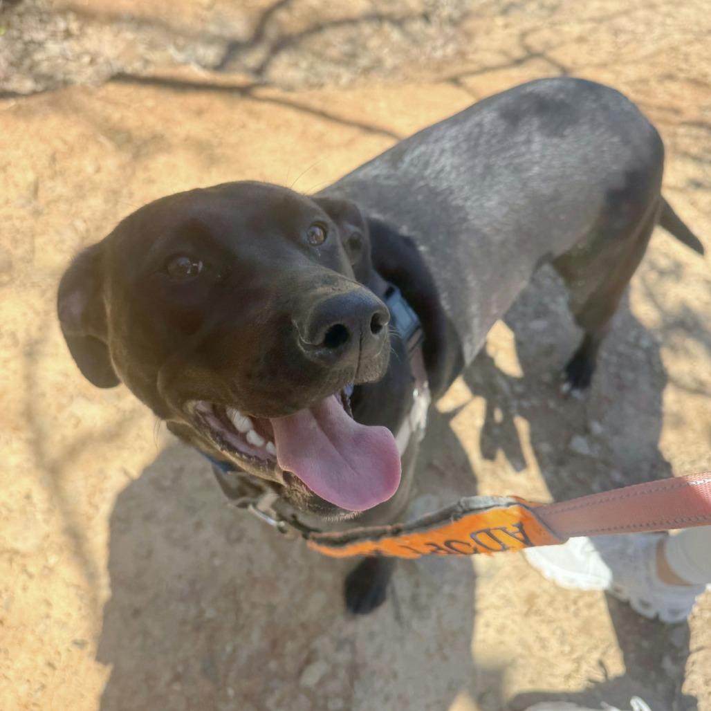 Enlarge Luna Bear, a Adoptable Mixed Breed in Bentonville, AR image 5/6