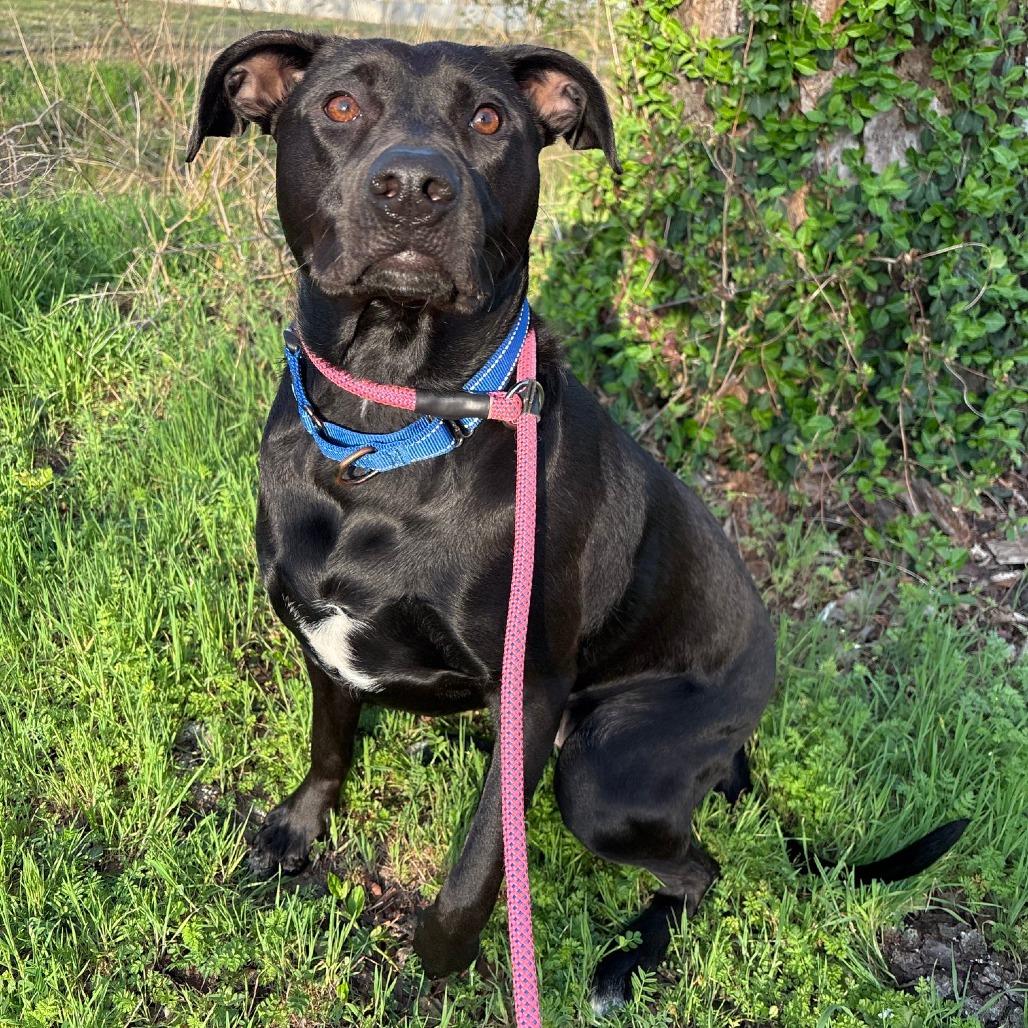 Enlarge Luna Bear, a Adoptable Mixed Breed in Bentonville, AR image 6/6