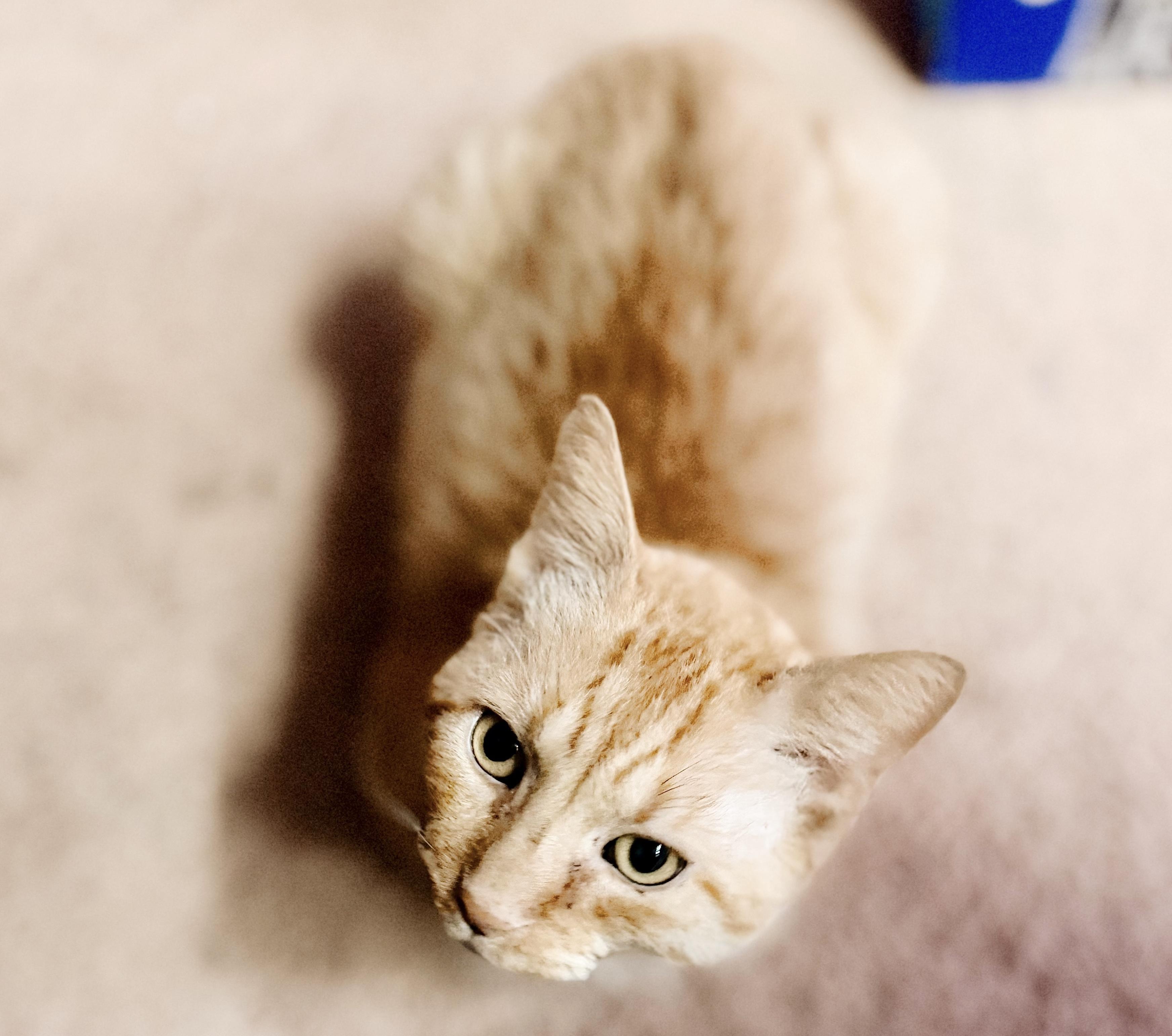 Enlarge Valor, a Adoptable Tabby in Philadelphia, PA image 3/5