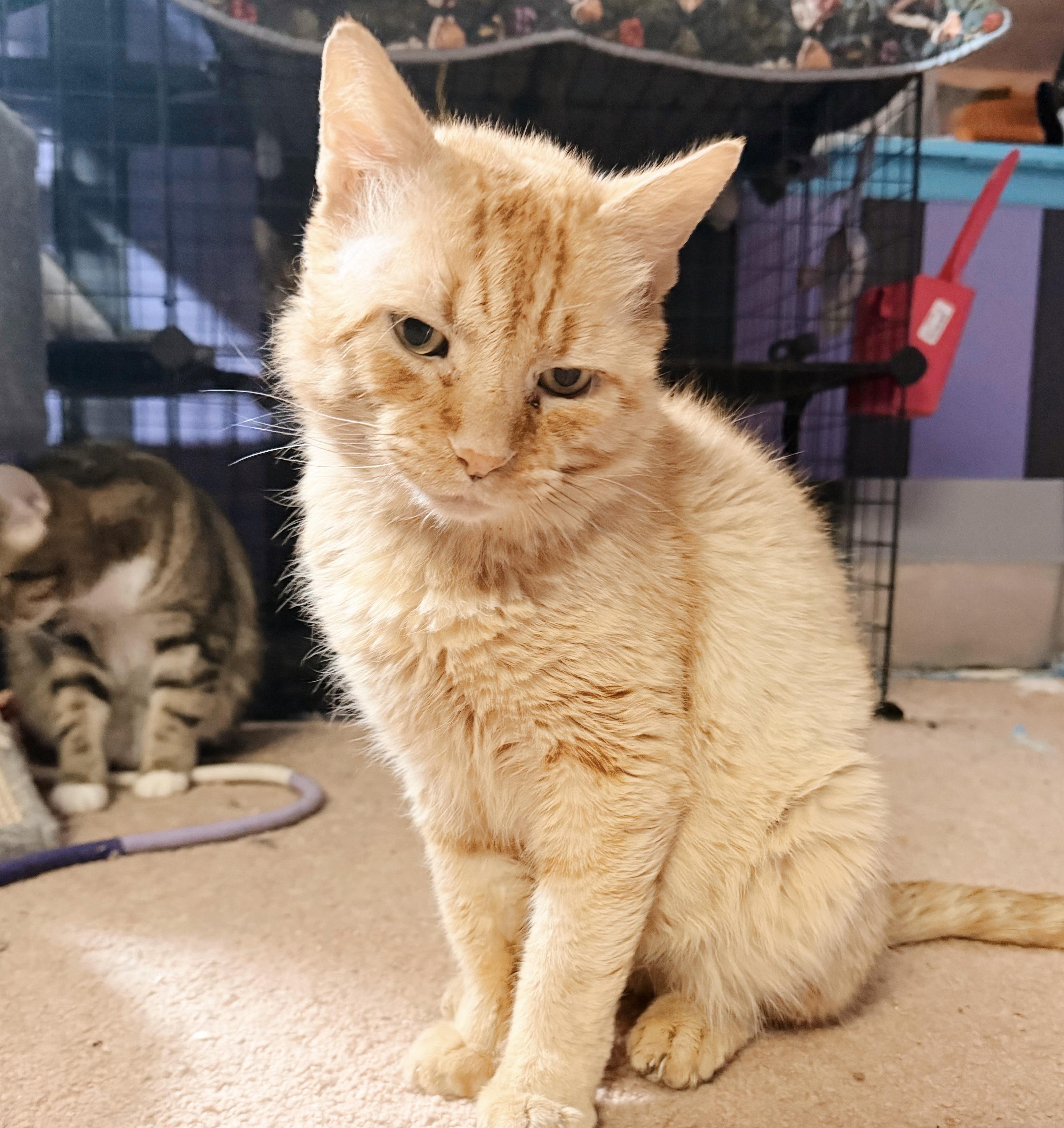 Enlarge Valor, a Adoptable Tabby in Philadelphia, PA image 1/5