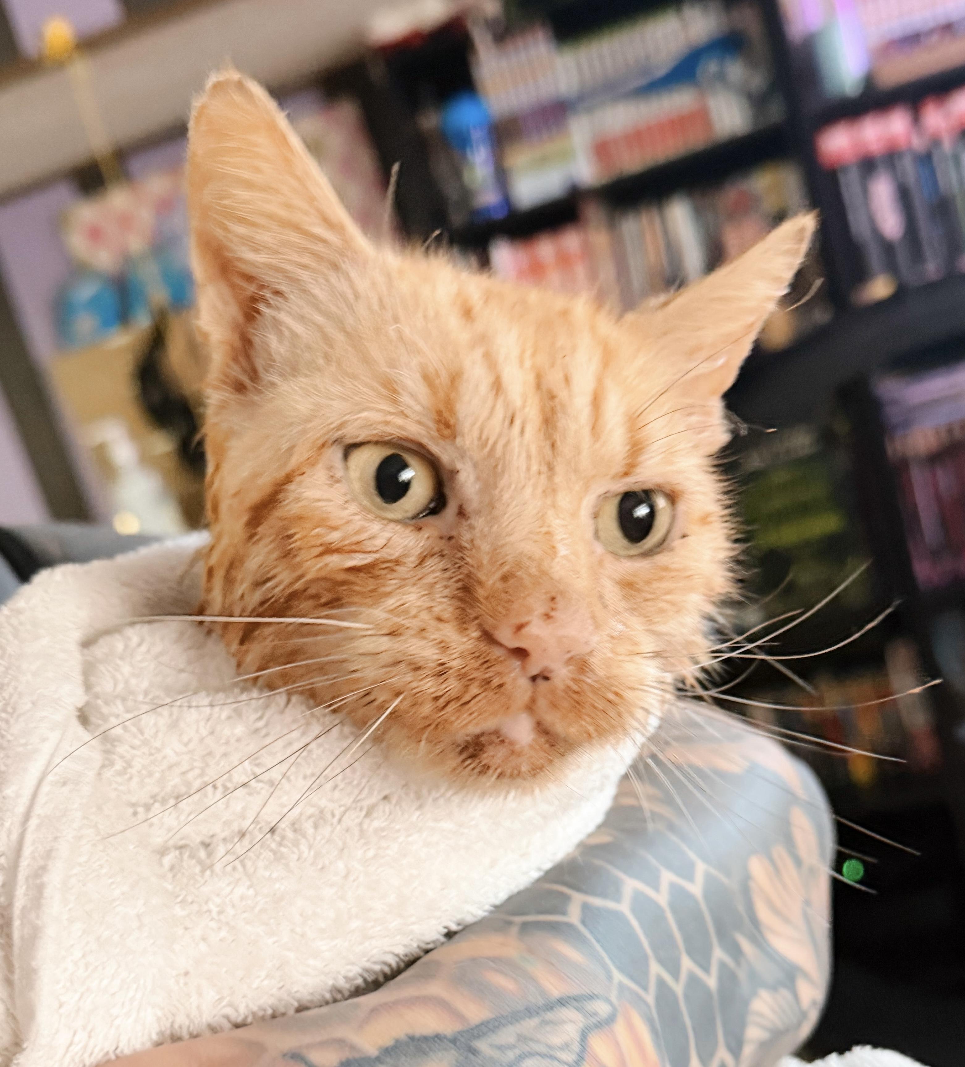 Enlarge Valor, a Adoptable Tabby in Philadelphia, PA image 2/5