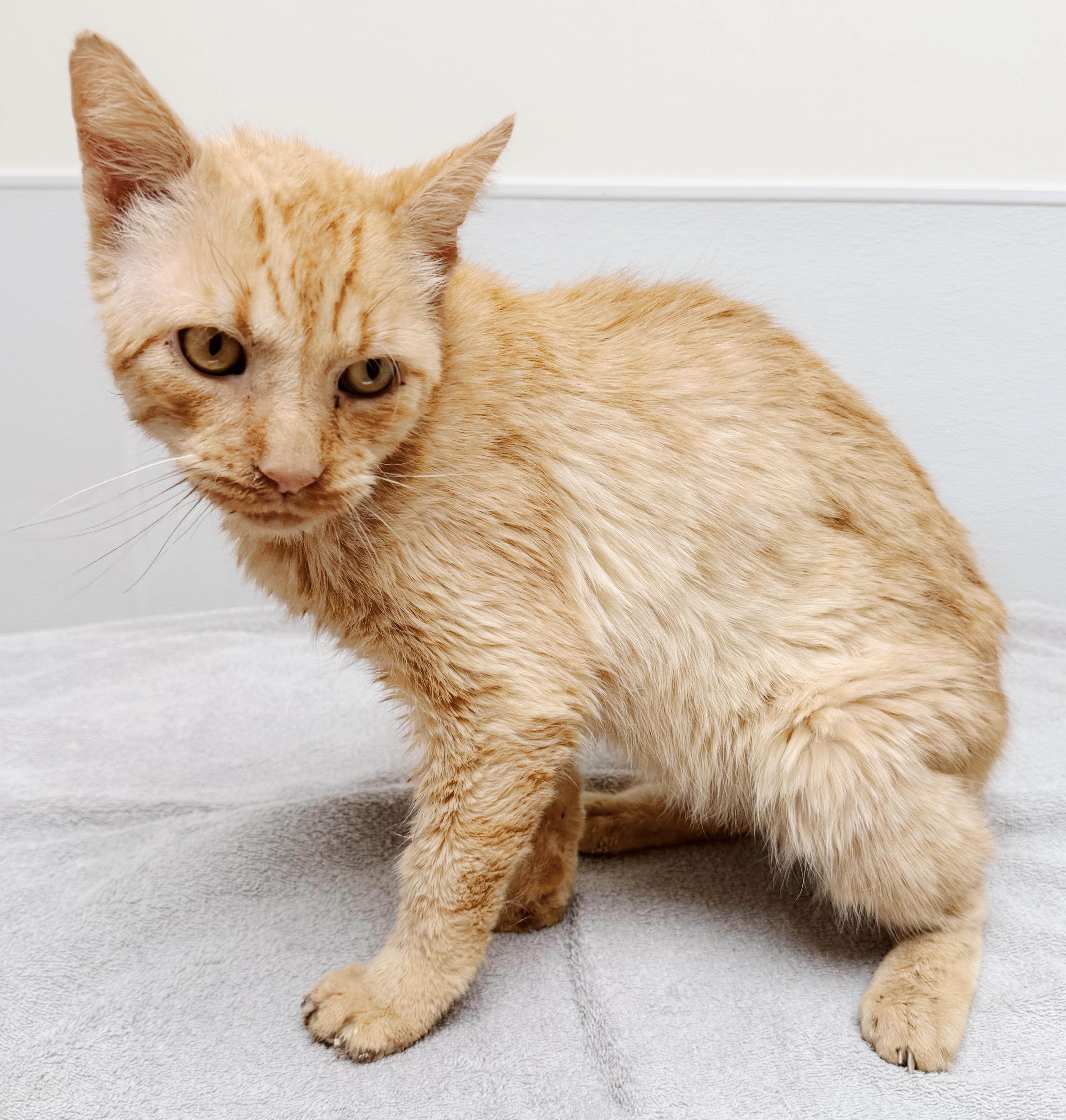 Enlarge Valor, a Adoptable Tabby in Philadelphia, PA image 4/5