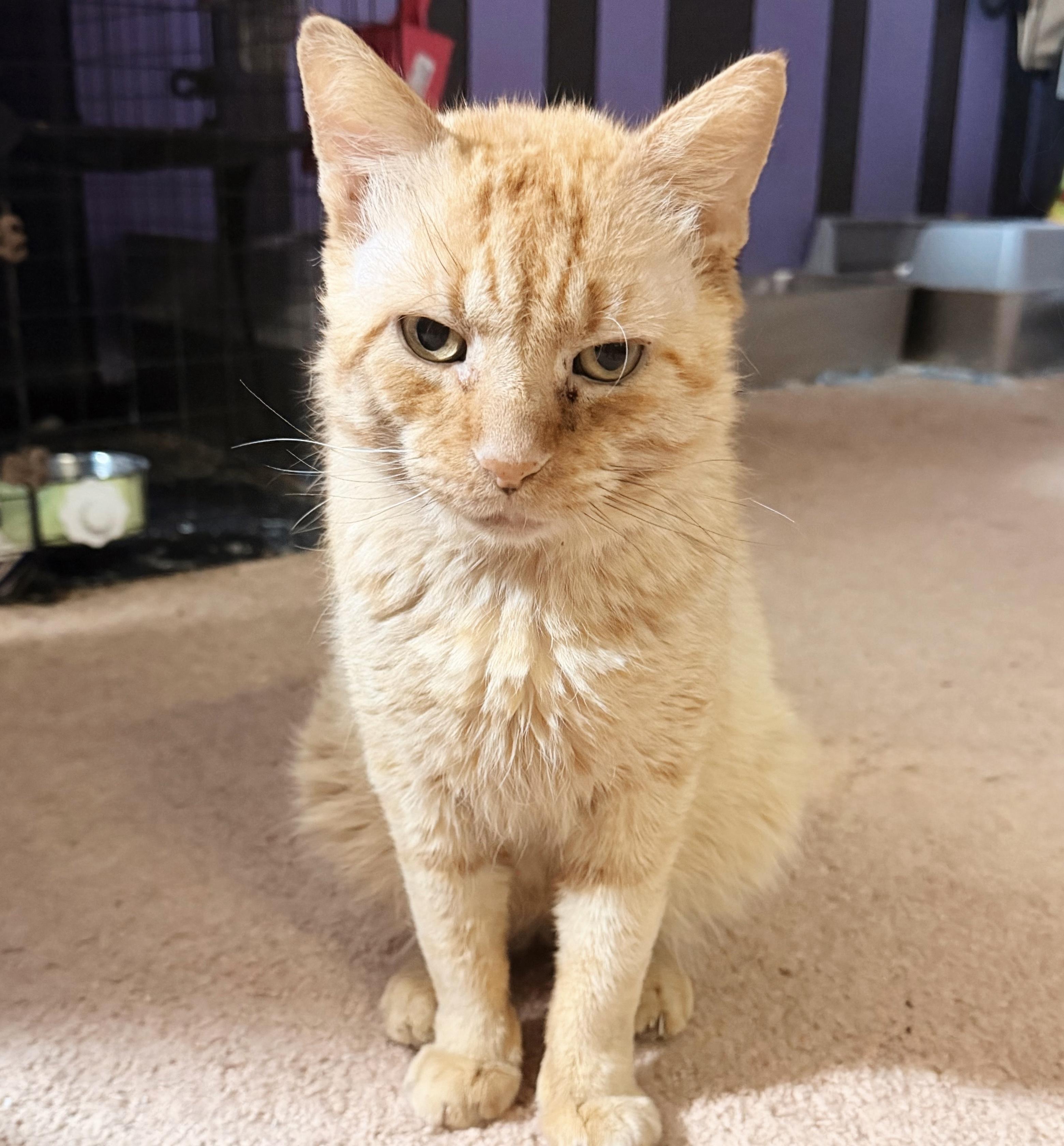 Enlarge Valor, a Adoptable Tabby in Philadelphia, PA image 5/5