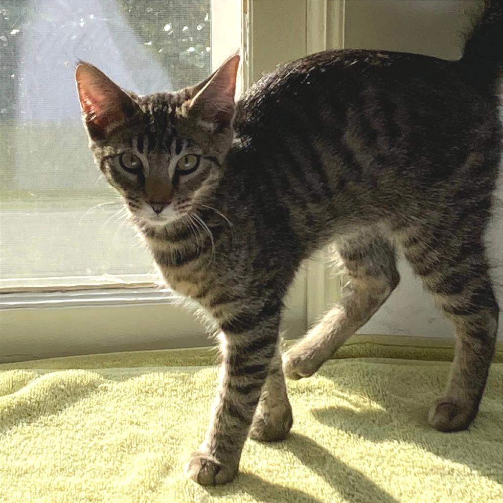 Wile E. Coyote, Adoptable, Kitten Male Domestic Short Hair.