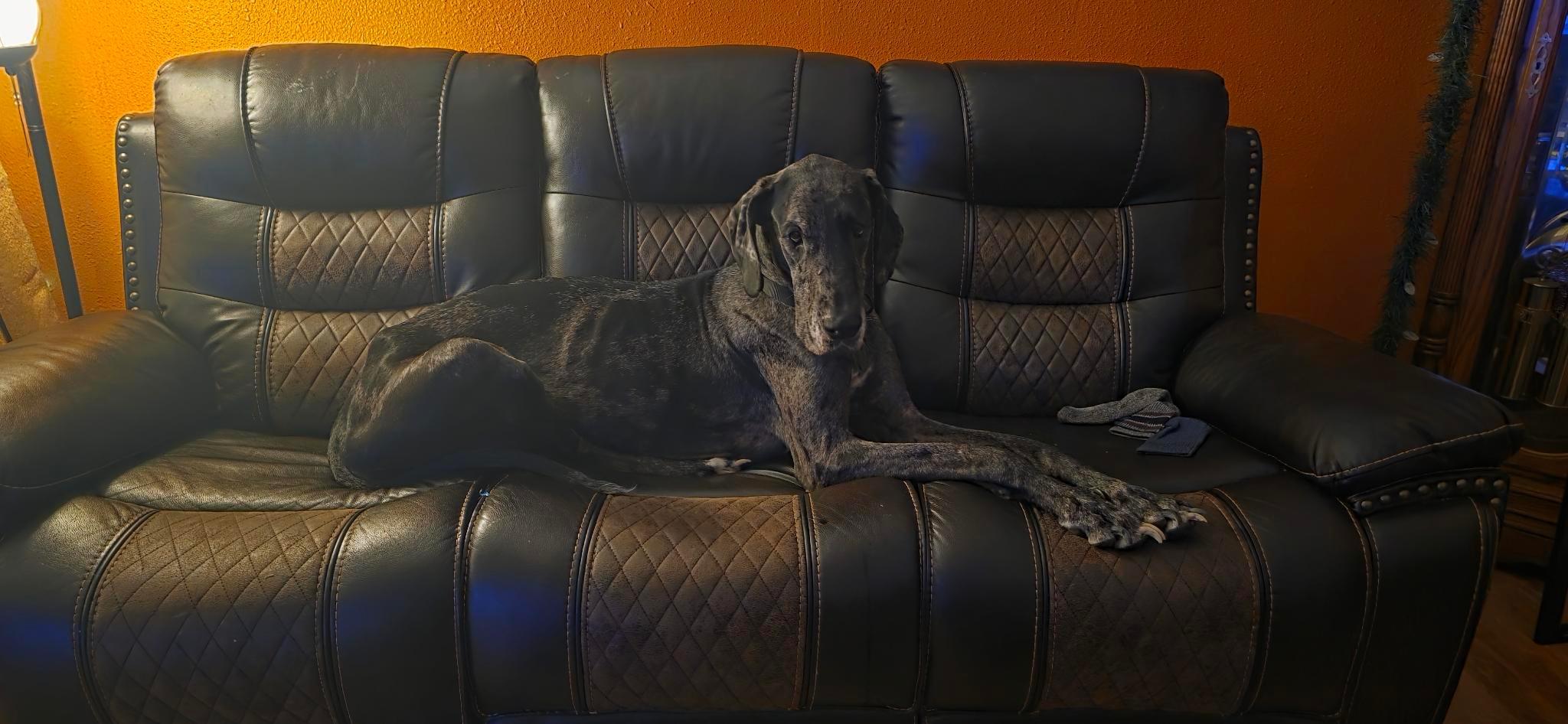 Enlarge Pepper, an adoptable Great Dane in Houston, TX image 3/3