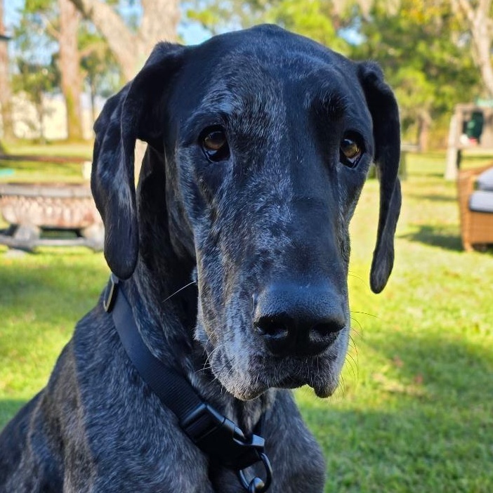 Pepper, adoptable, Adult Female Great Dane.