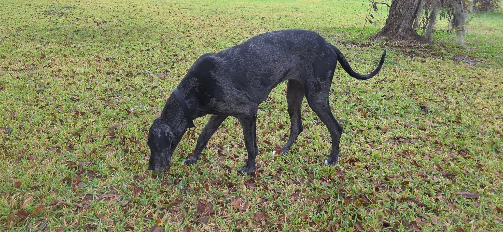 Enlarge Pepper, an adoptable Great Dane in Houston, TX image 2/3
