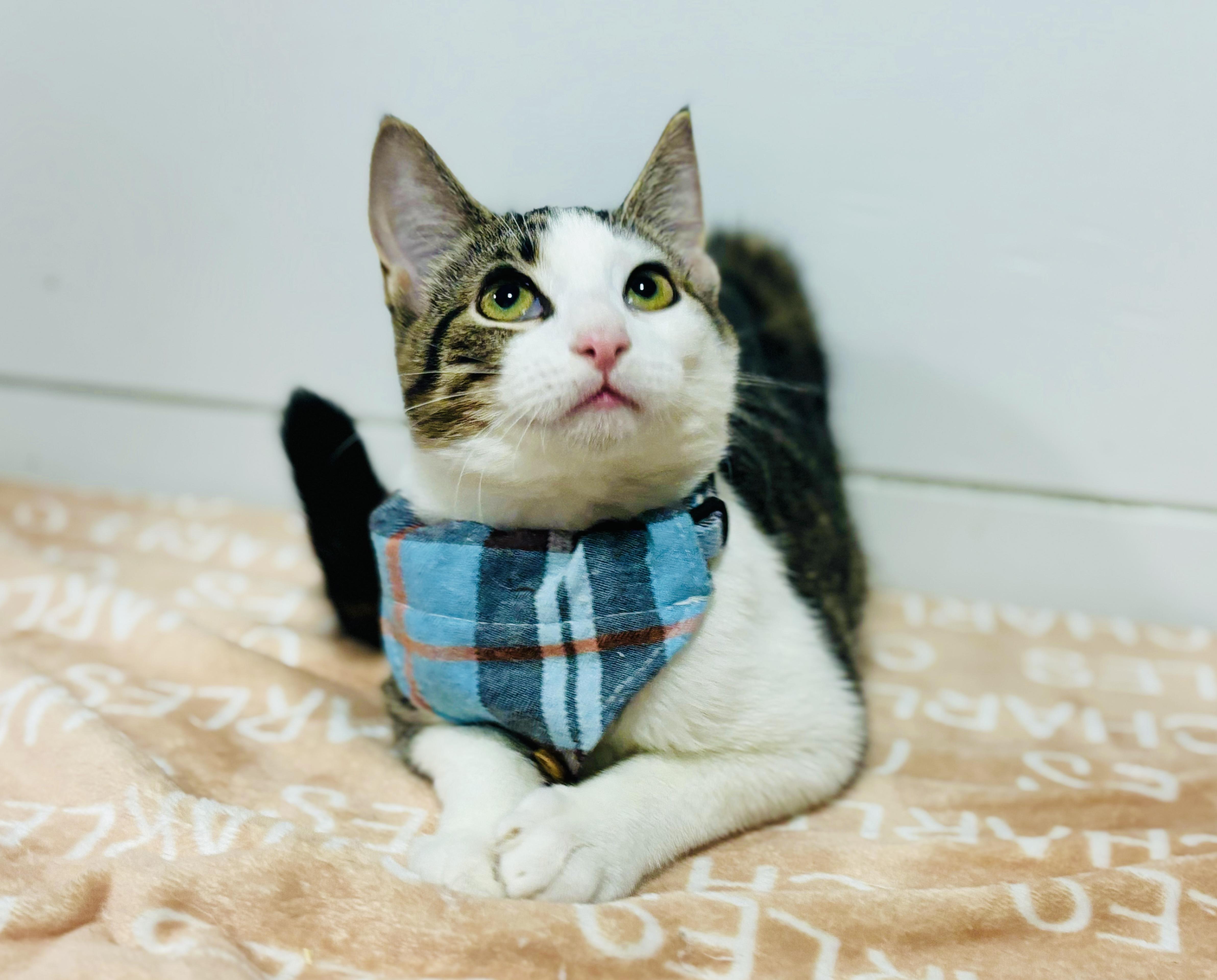 Cat for adoption - Sticky Note, a Domestic Short Hair in Brewster, NY ...