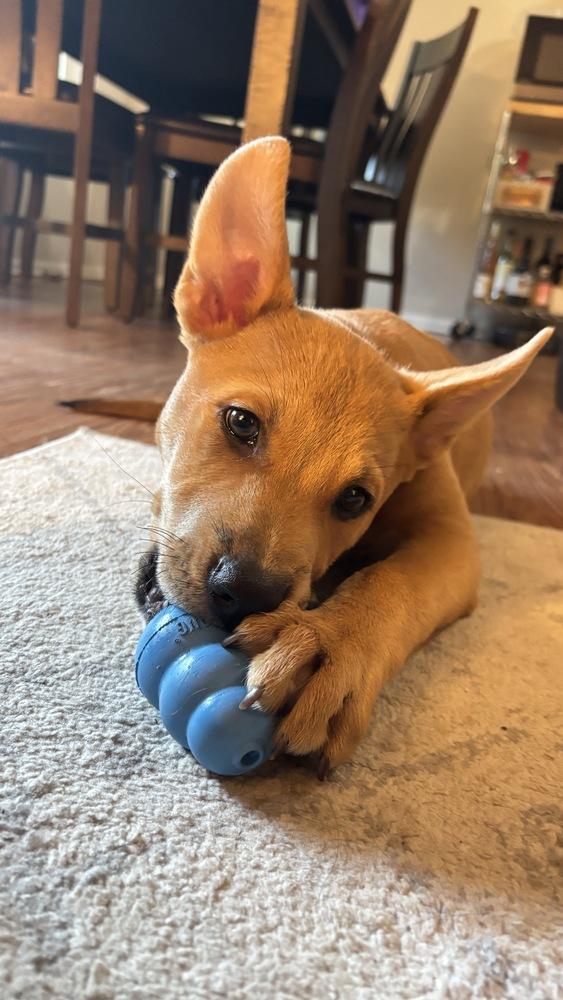 Enlarge Monchi, a Adoptable mixed breed in Commerce City, CO image 2/6