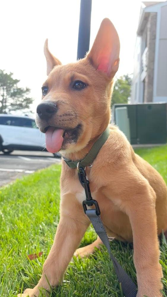 Enlarge Monchi, a Adoptable mixed breed in Commerce City, CO image 6/6