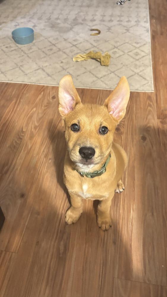 Enlarge Monchi, a Adoptable mixed breed in Commerce City, CO image 1/6
