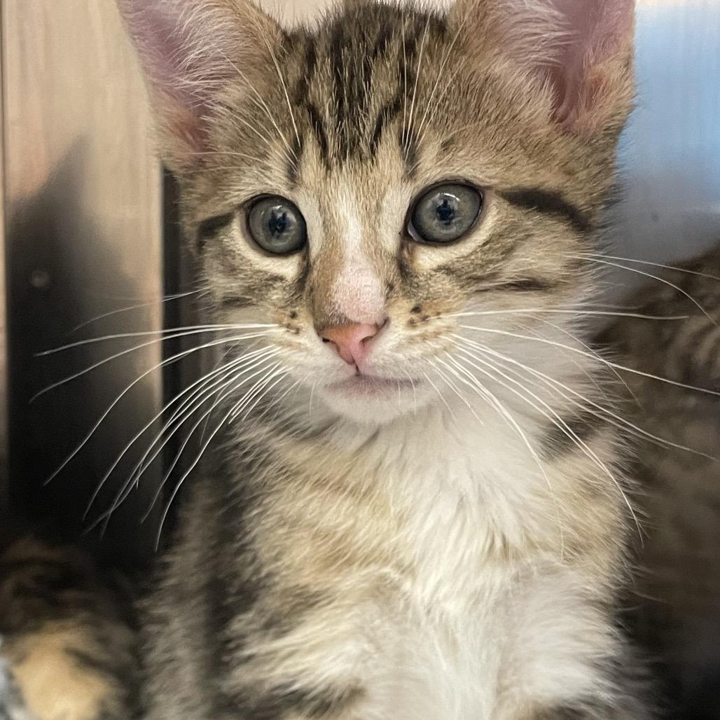 Dandy-in foster, Adoptable, Kitten Male Domestic Short Hair.