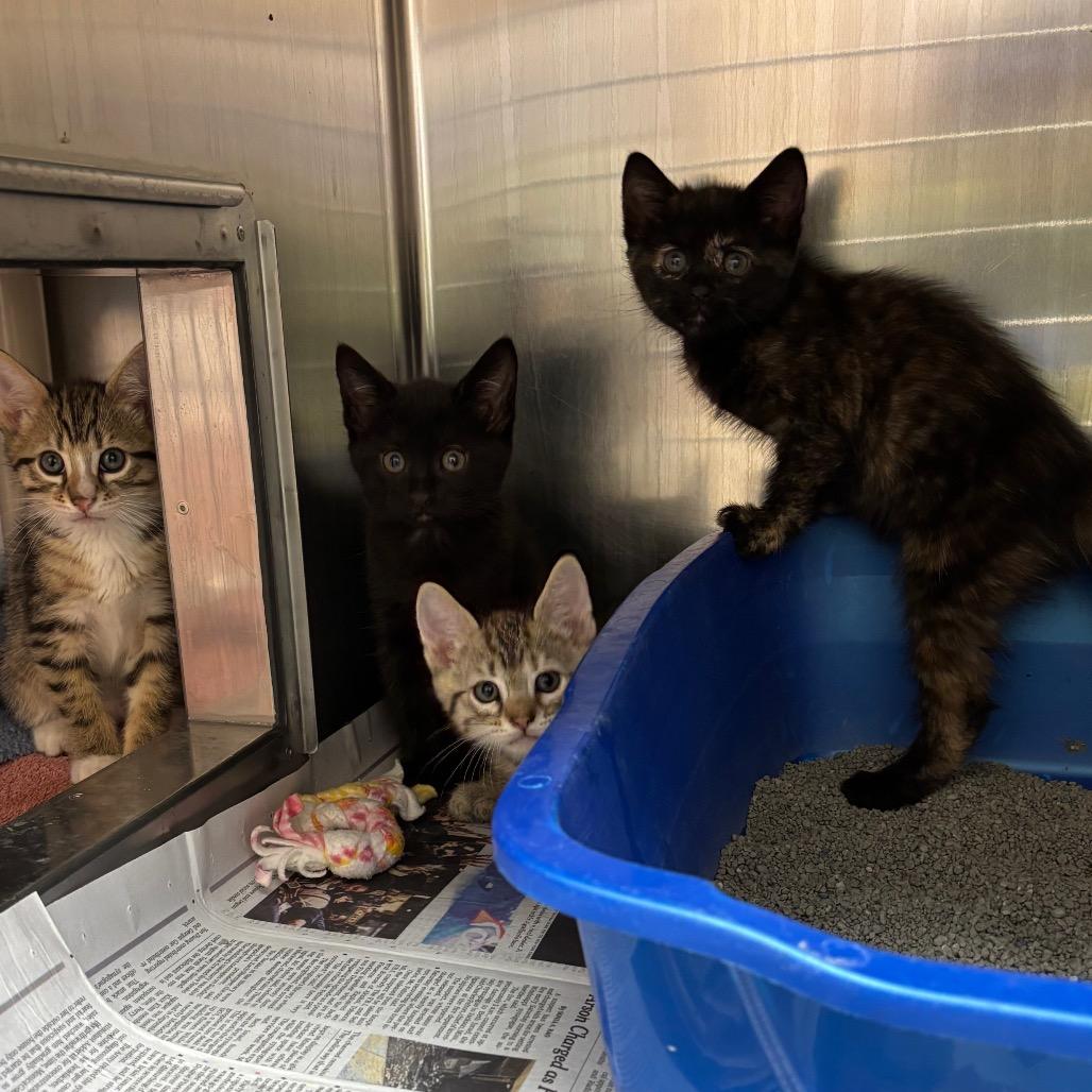 Enlarge Dandy-in foster, a Adoptable Domestic Short Hair in Springfield, MA image 3/4