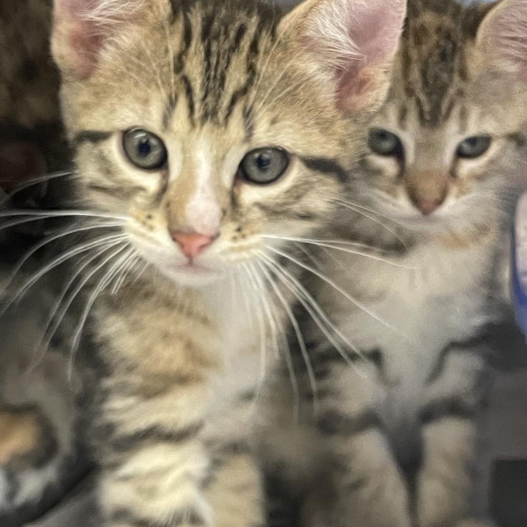 Enlarge Dandy-in foster, a Adoptable Domestic Short Hair in Springfield, MA image 4/4