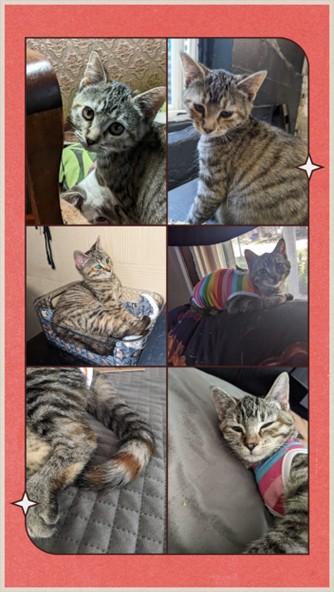 Toast, Adoptable, Kitten Female Domestic Short Hair.