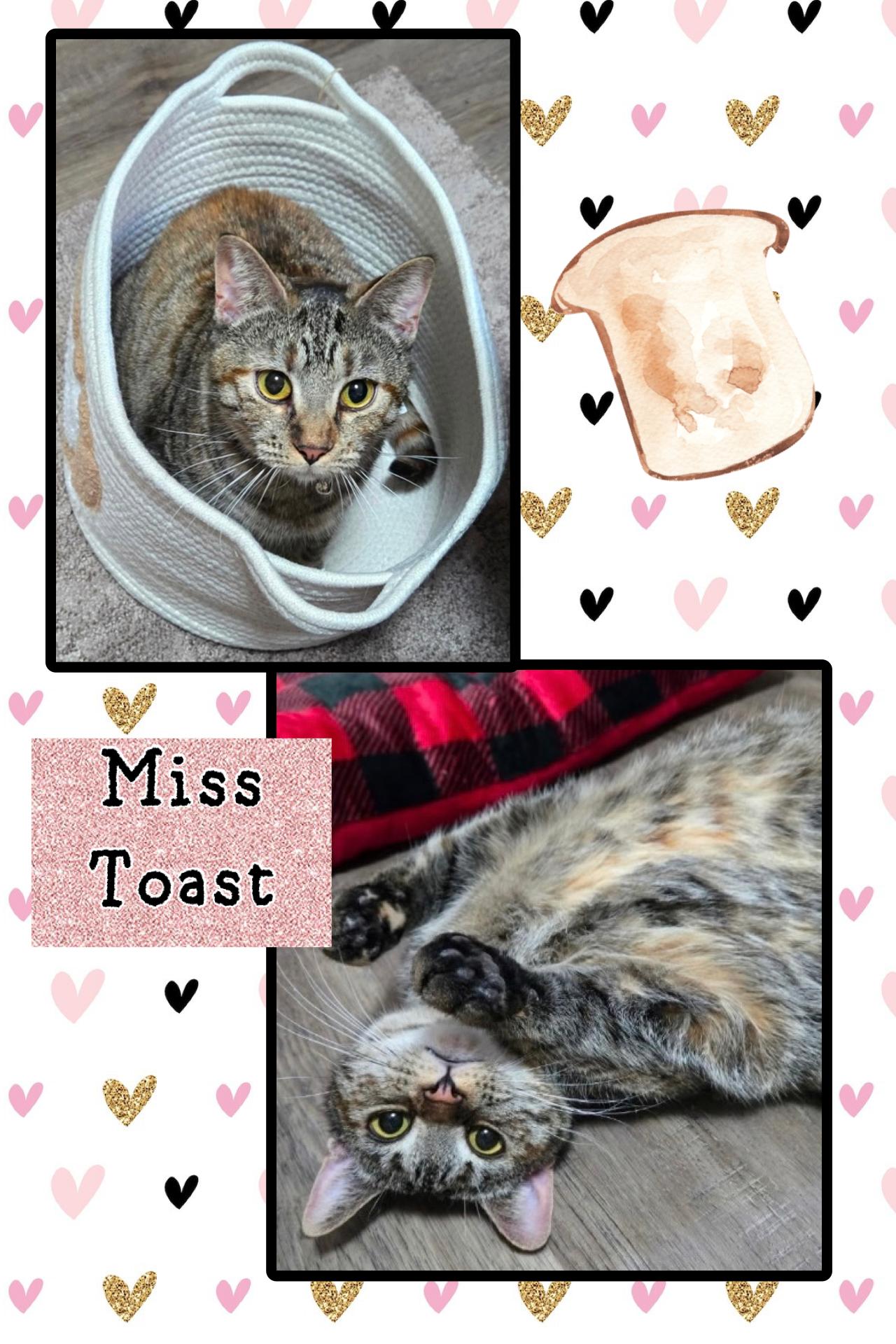Enlarge Toast, a Adoptable Domestic Short Hair in Kearney, NE image 1/2