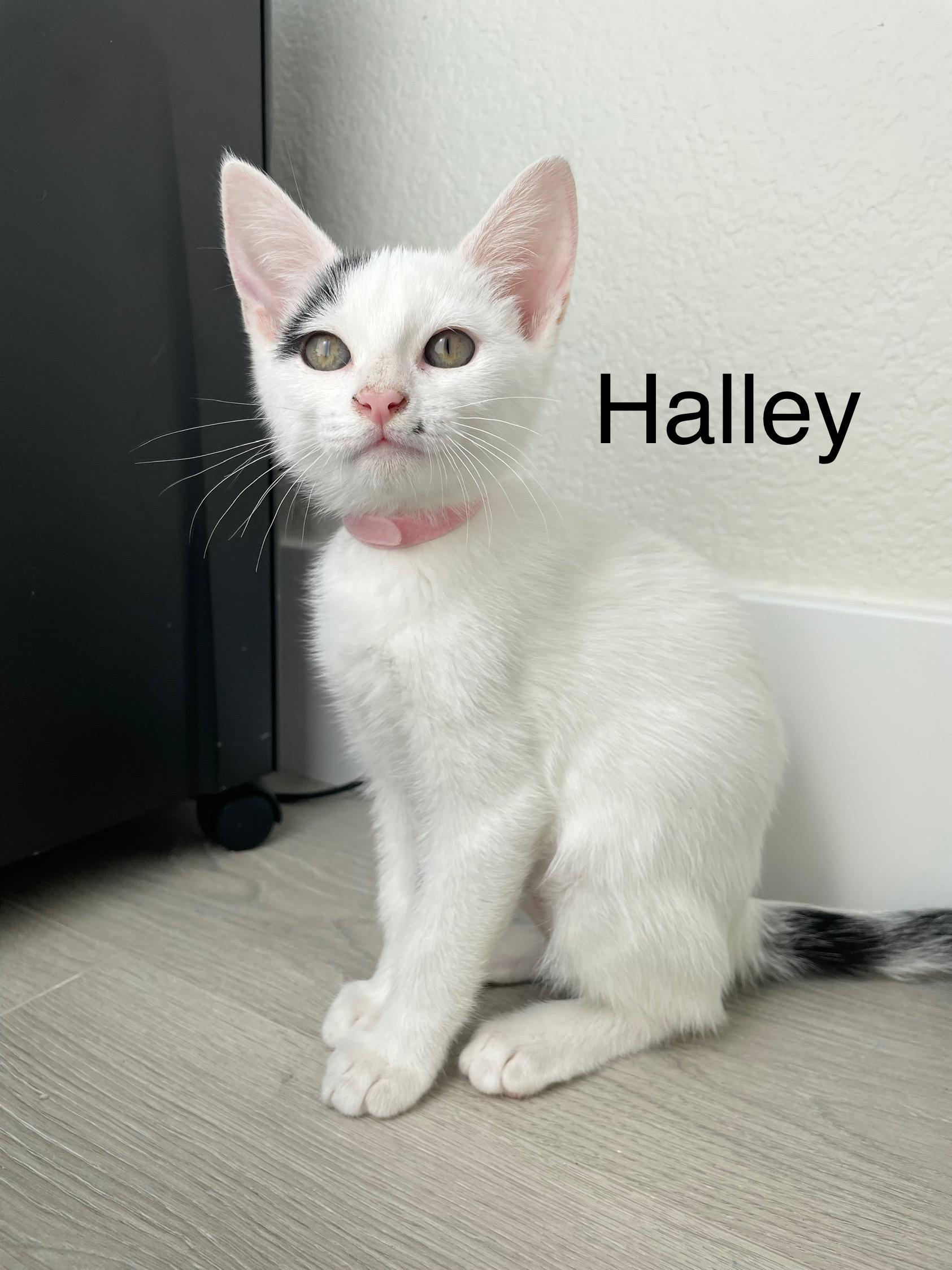 Enlarge Halley, a Adoptable Domestic Short Hair in Oakley, CA image 1/1