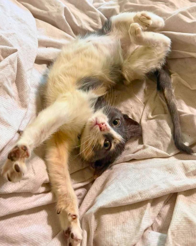 Nugget, Adoptable, Kitten Female Calico.