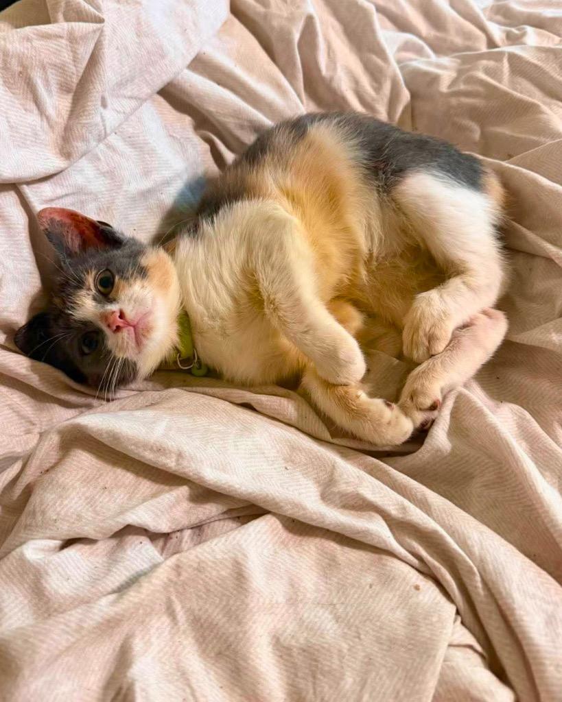 Enlarge Nugget, a Adoptable Calico in Bryan, TX image 2/4