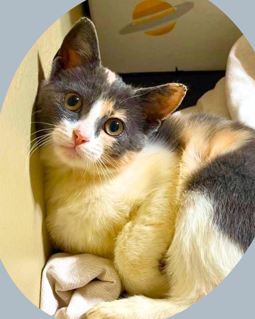 Enlarge Nugget, a Adoptable Calico in Bryan, TX image 3/4
