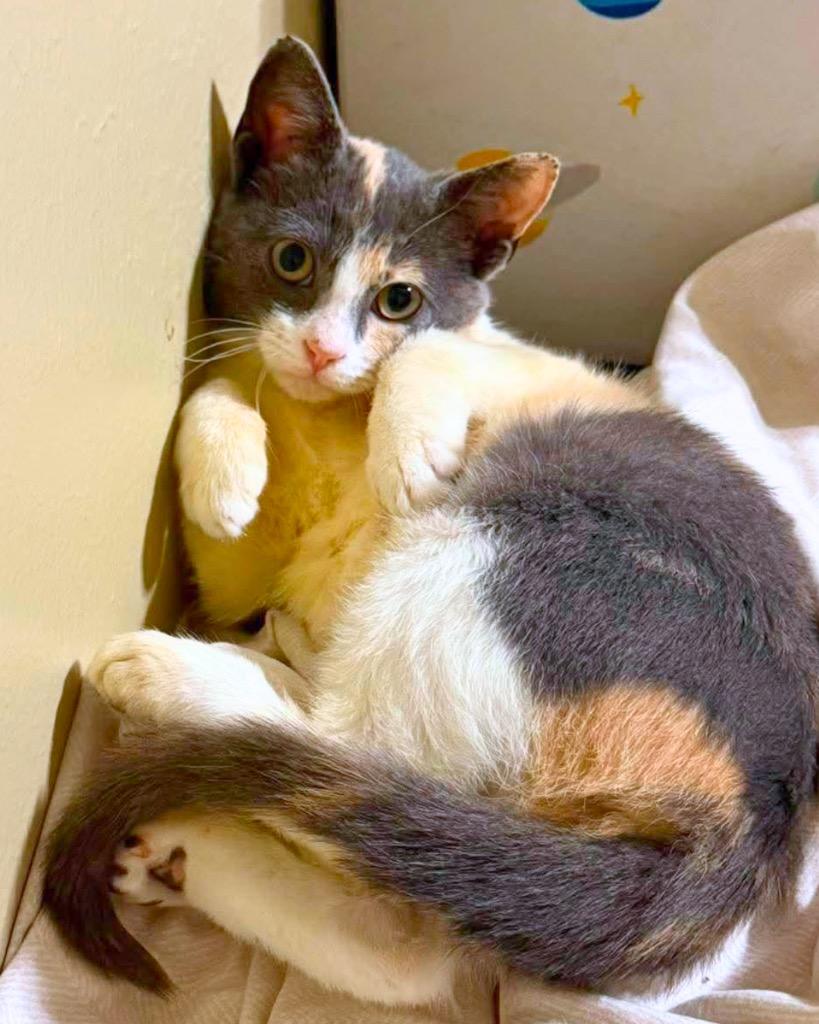 Enlarge Nugget, a Adoptable Calico in Bryan, TX image 4/4