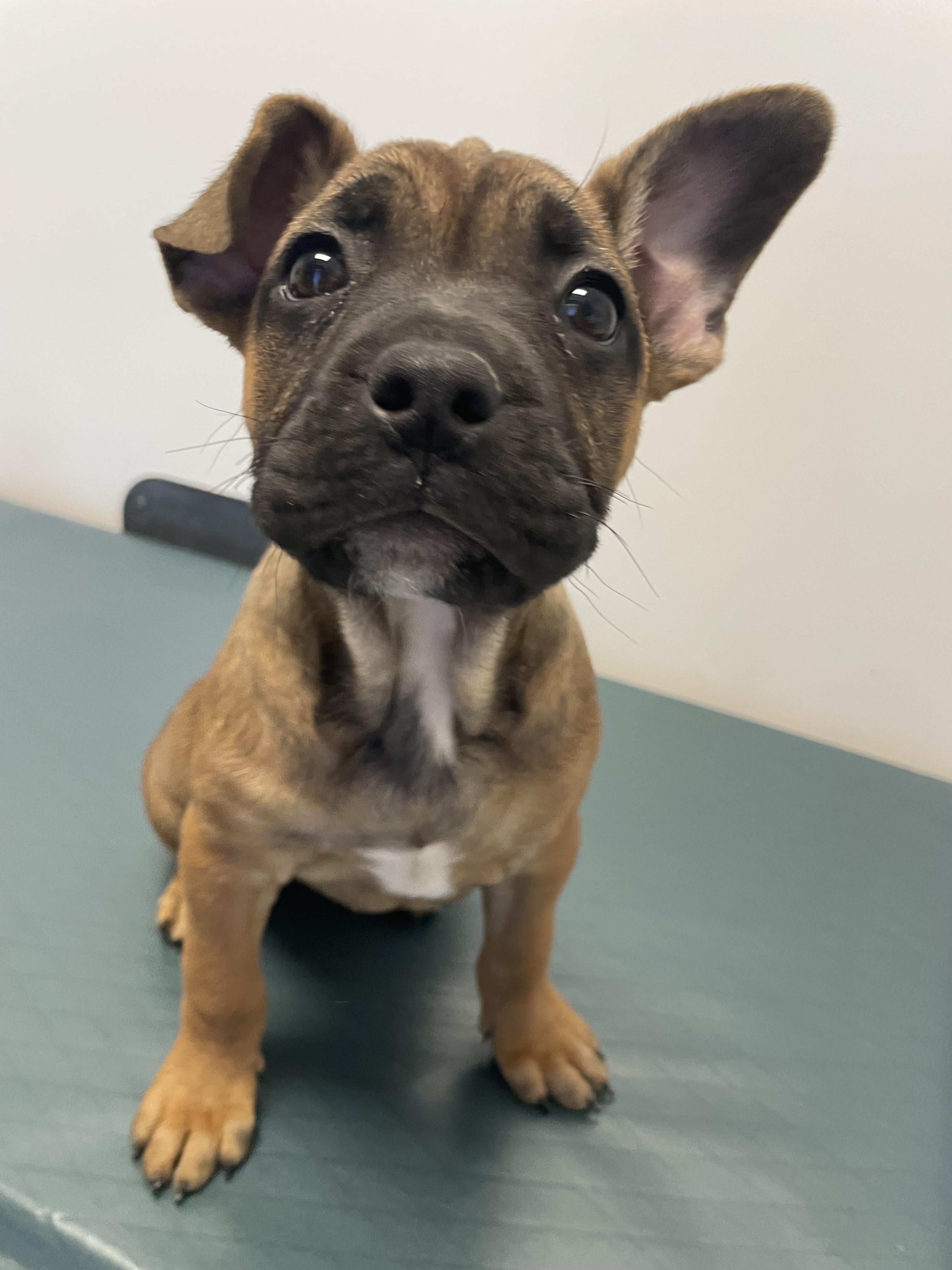 Enlarge Dolly Parton - Diva Puppies, an adopted mixed breed in Woodland Hills, CA image 2/3