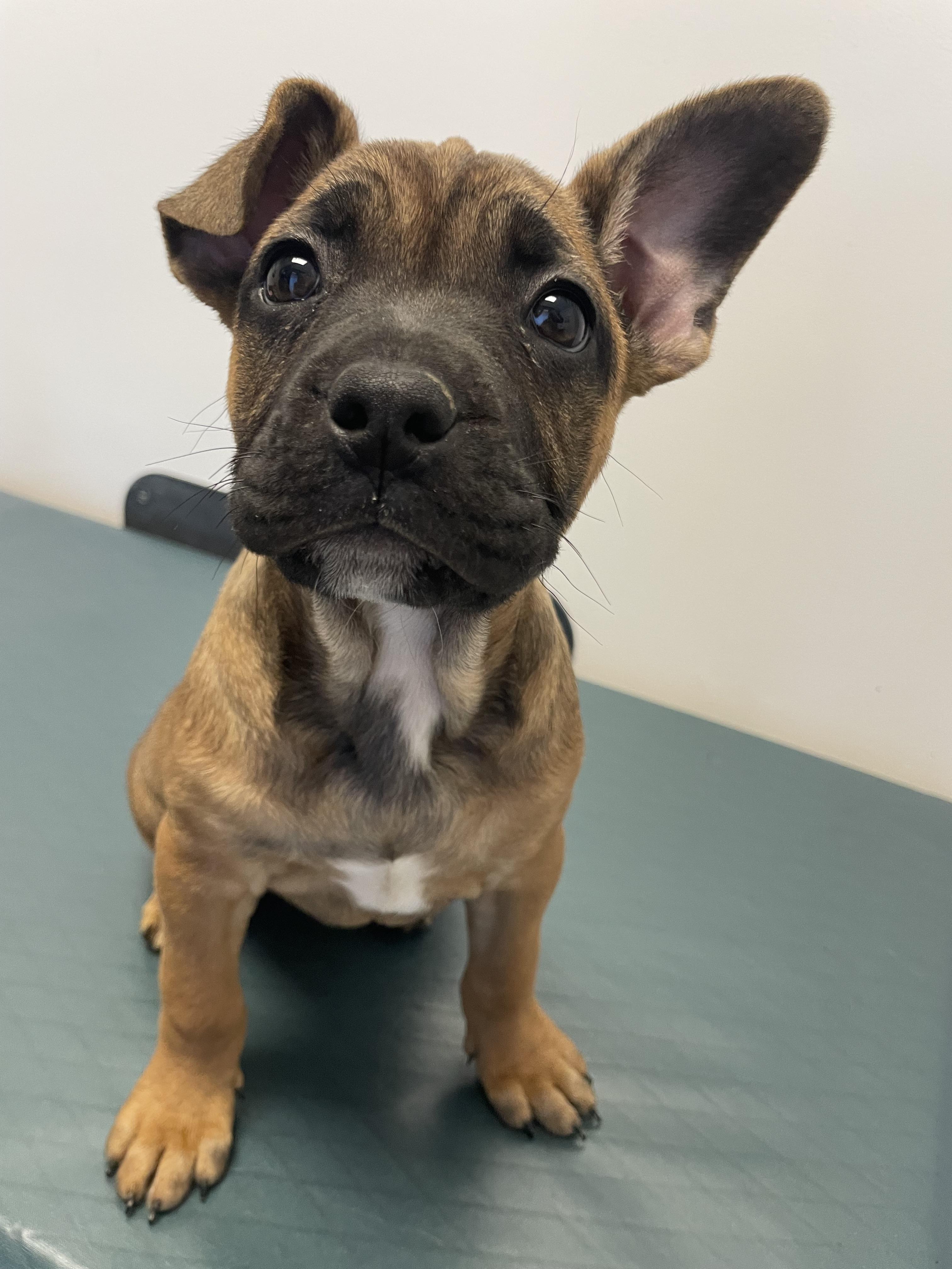 Enlarge Dolly Parton - Diva Puppies, an adopted mixed breed in Woodland Hills, CA image 3/3