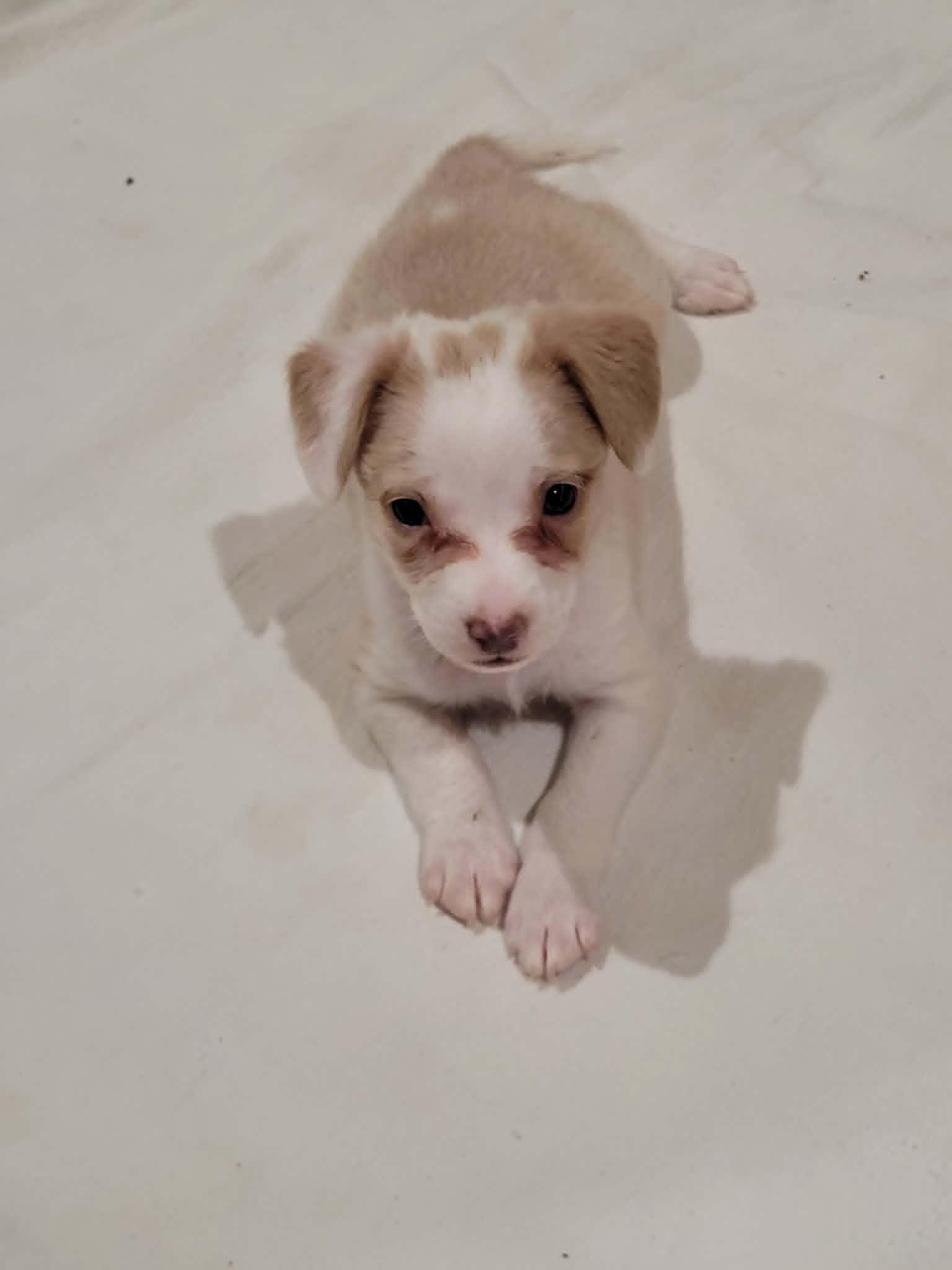 Maisy, adopted, Puppy Female Italian Greyhound & Chihuahua.