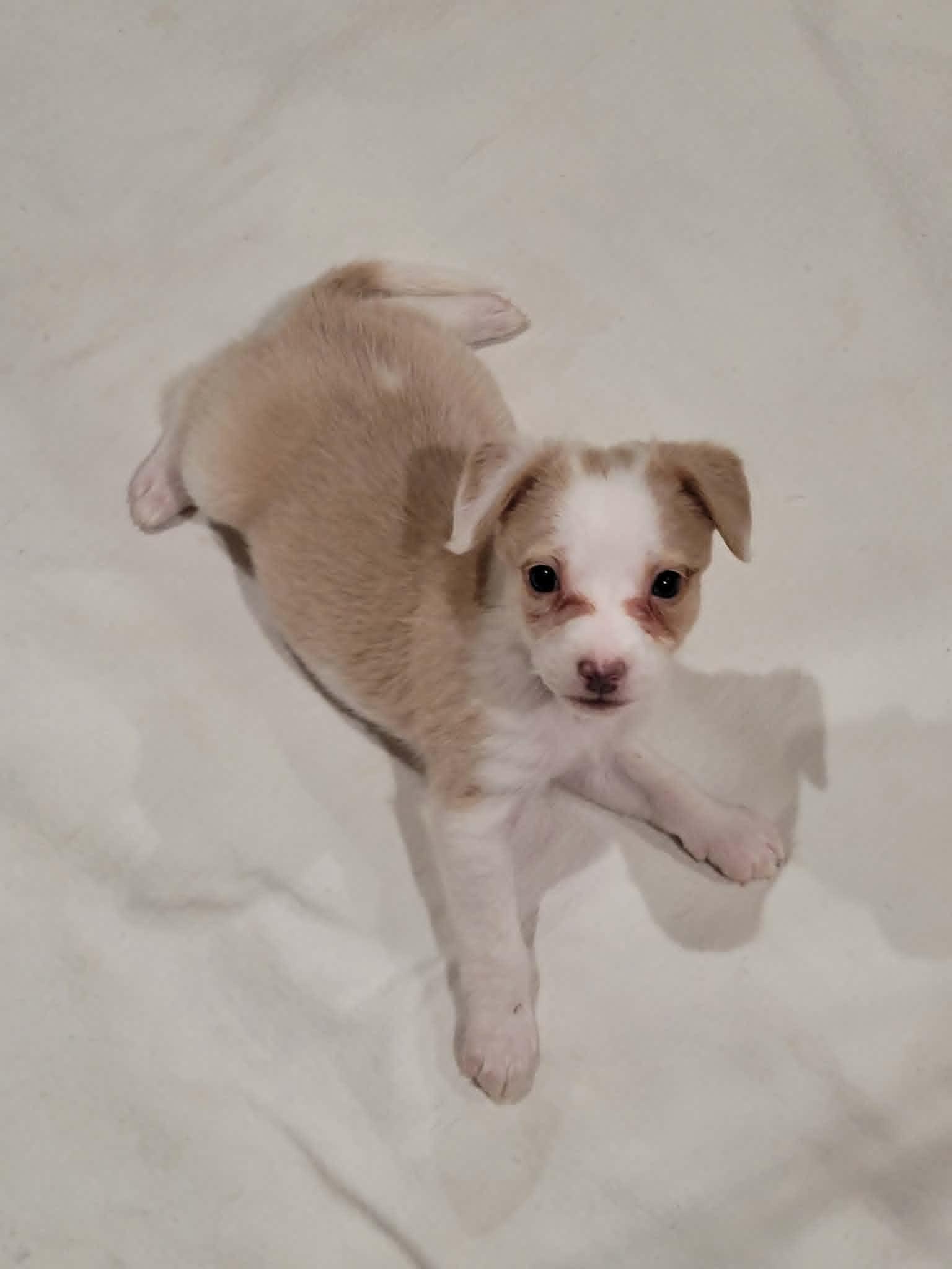 Enlarge Maisy, an adopted mixed breed in New River, AZ image 2/4