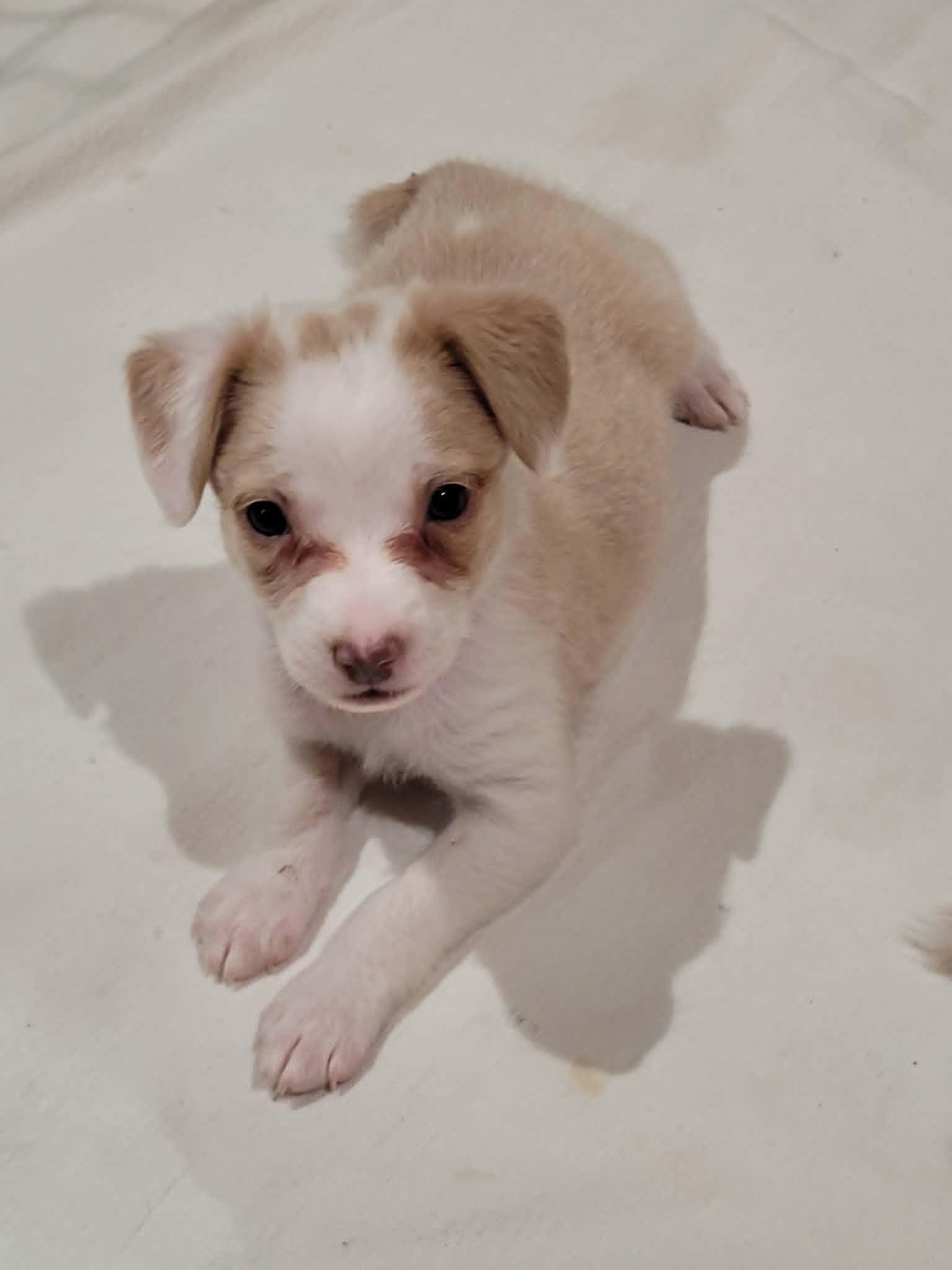 Enlarge Maisy, an adopted mixed breed in New River, AZ image 4/4
