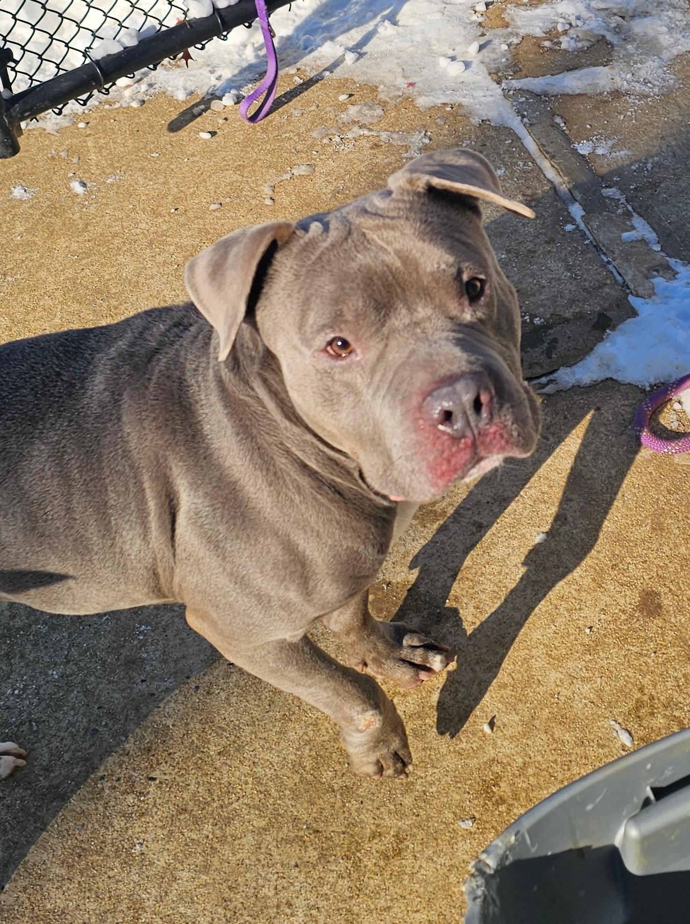 Enlarge Asher, a ADOPTABLE mixed breed in Old Bridge, NJ image 1/2