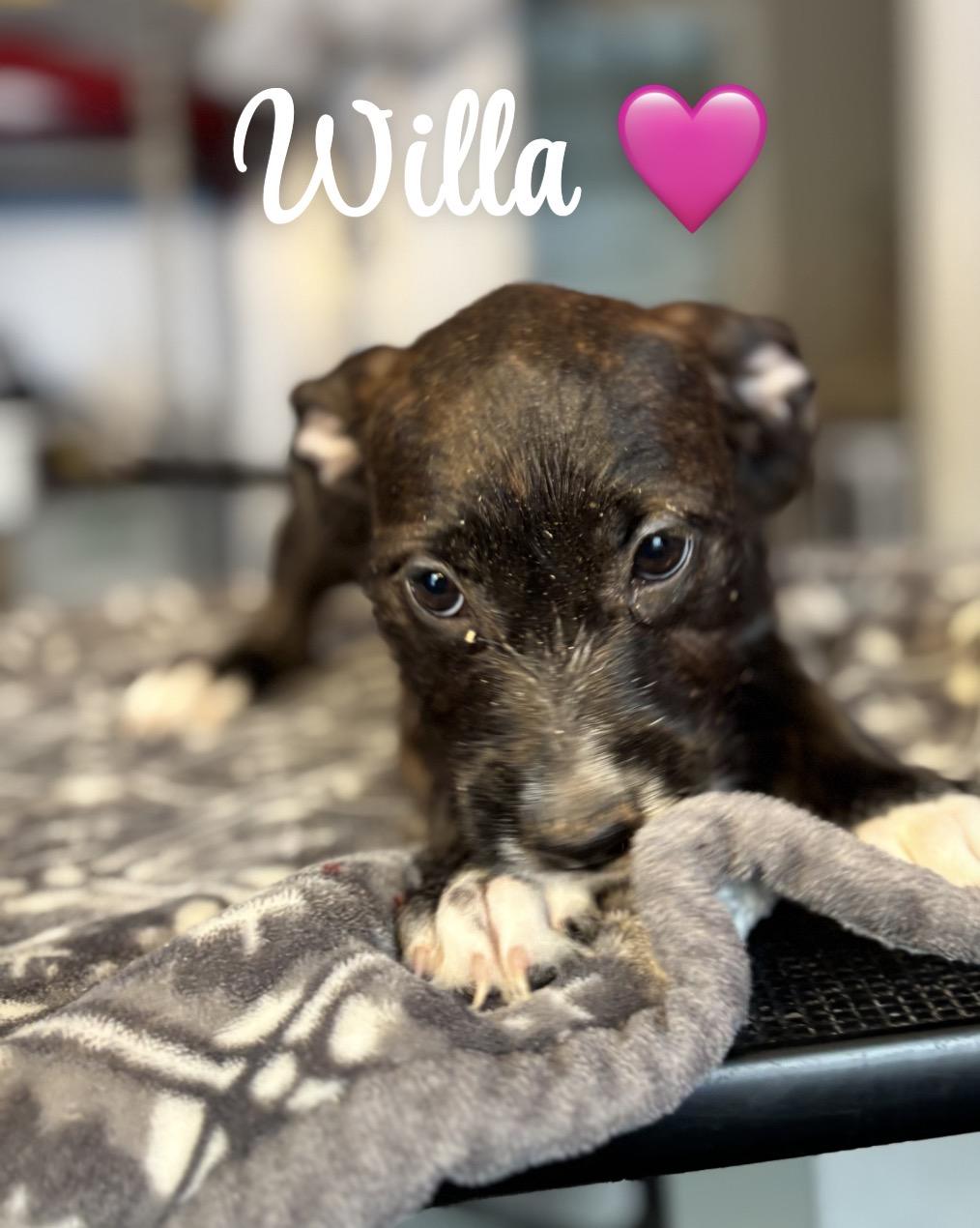 Enlarge Willa, a ADOPTABLE mixed breed in Felton, PA image 1/1
