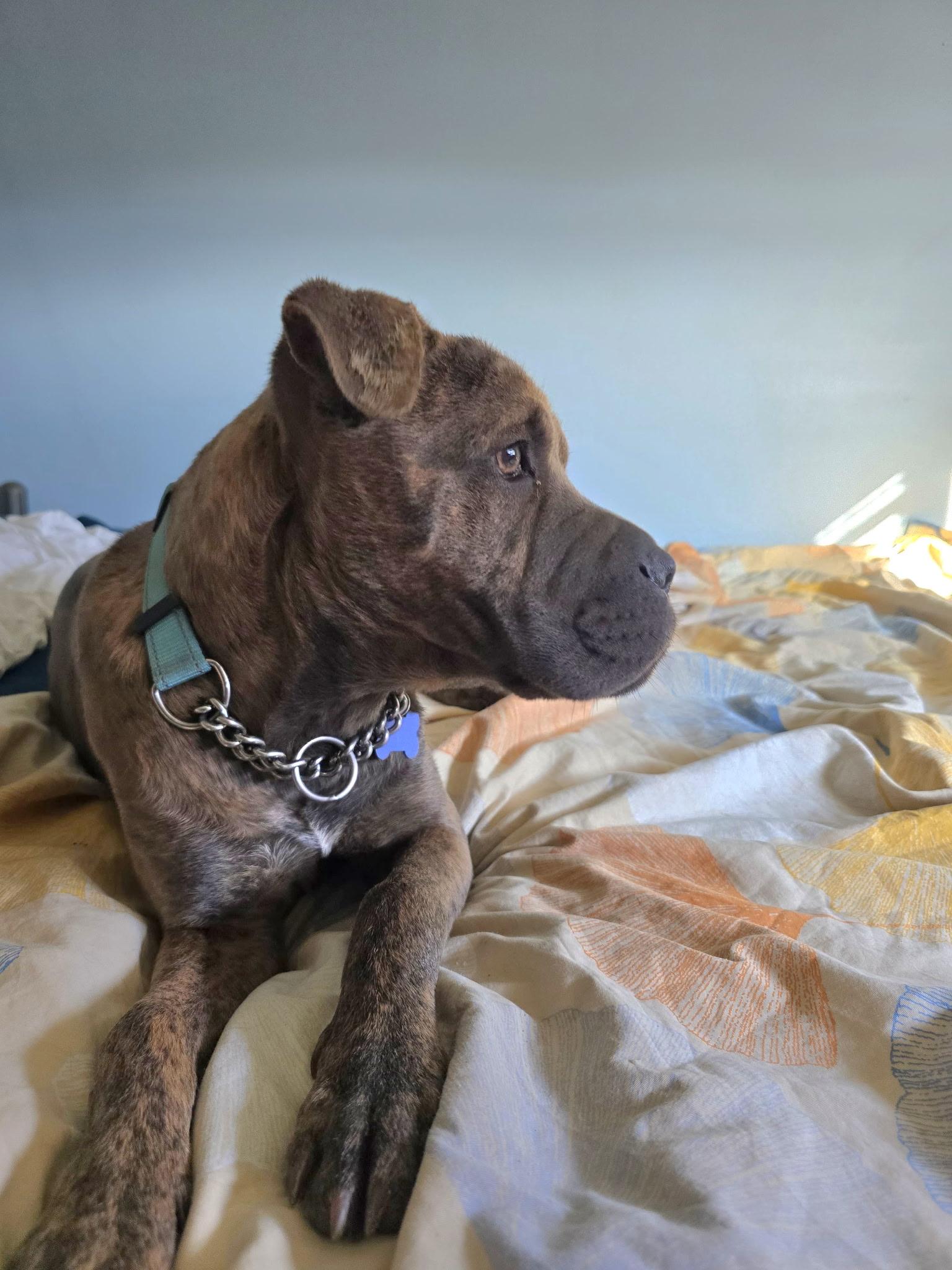 Enlarge Gia, a ADOPTABLE mixed breed in Fort Collins, CO image 5/6